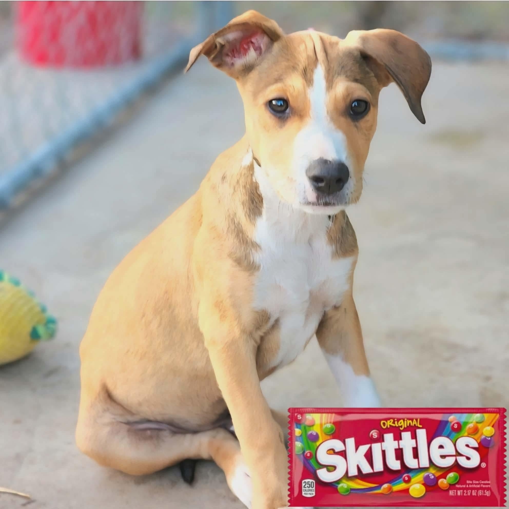 Enlarge Skittles, a Adoptable mixed breed in Stanfield, OR image 1/6