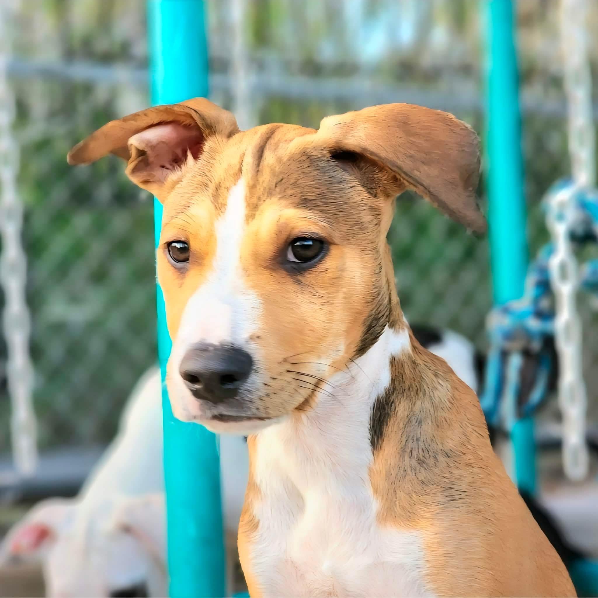 Enlarge Skittles, a Adoptable mixed breed in Stanfield, OR image 3/6