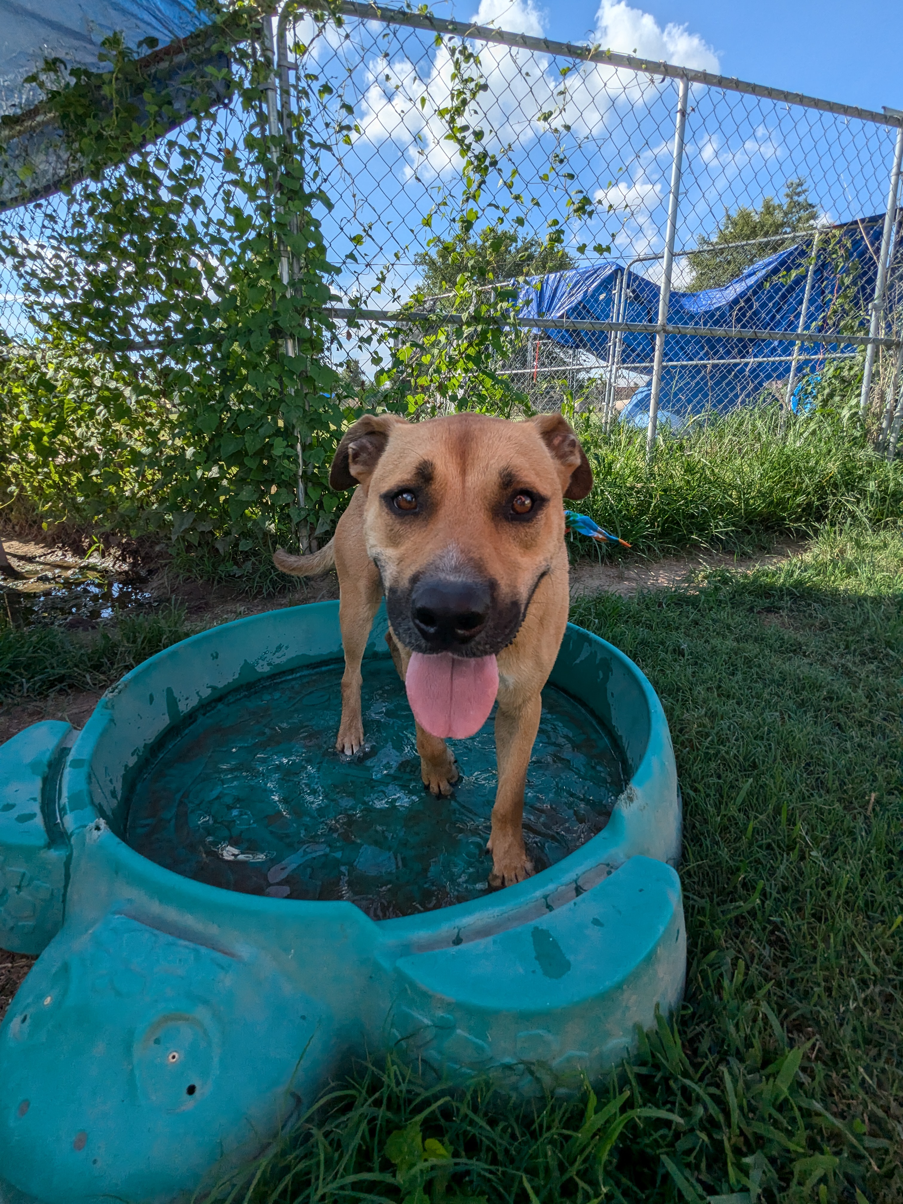 Enlarge Flopsie, a Adoptable mixed breed in Newport, AR image 1/18