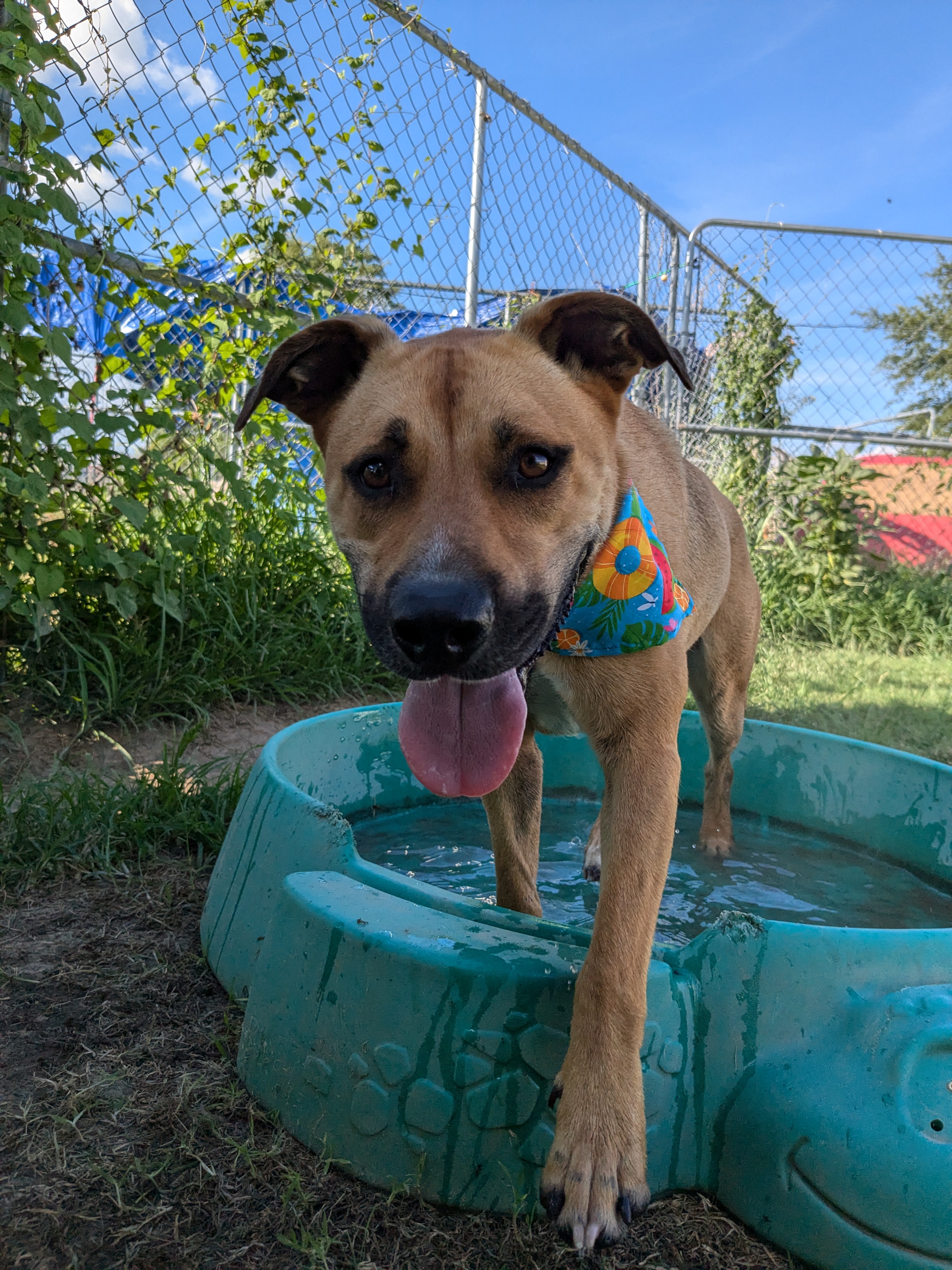 Enlarge Flopsie, a Adoptable mixed breed in Newport, AR image 14/18