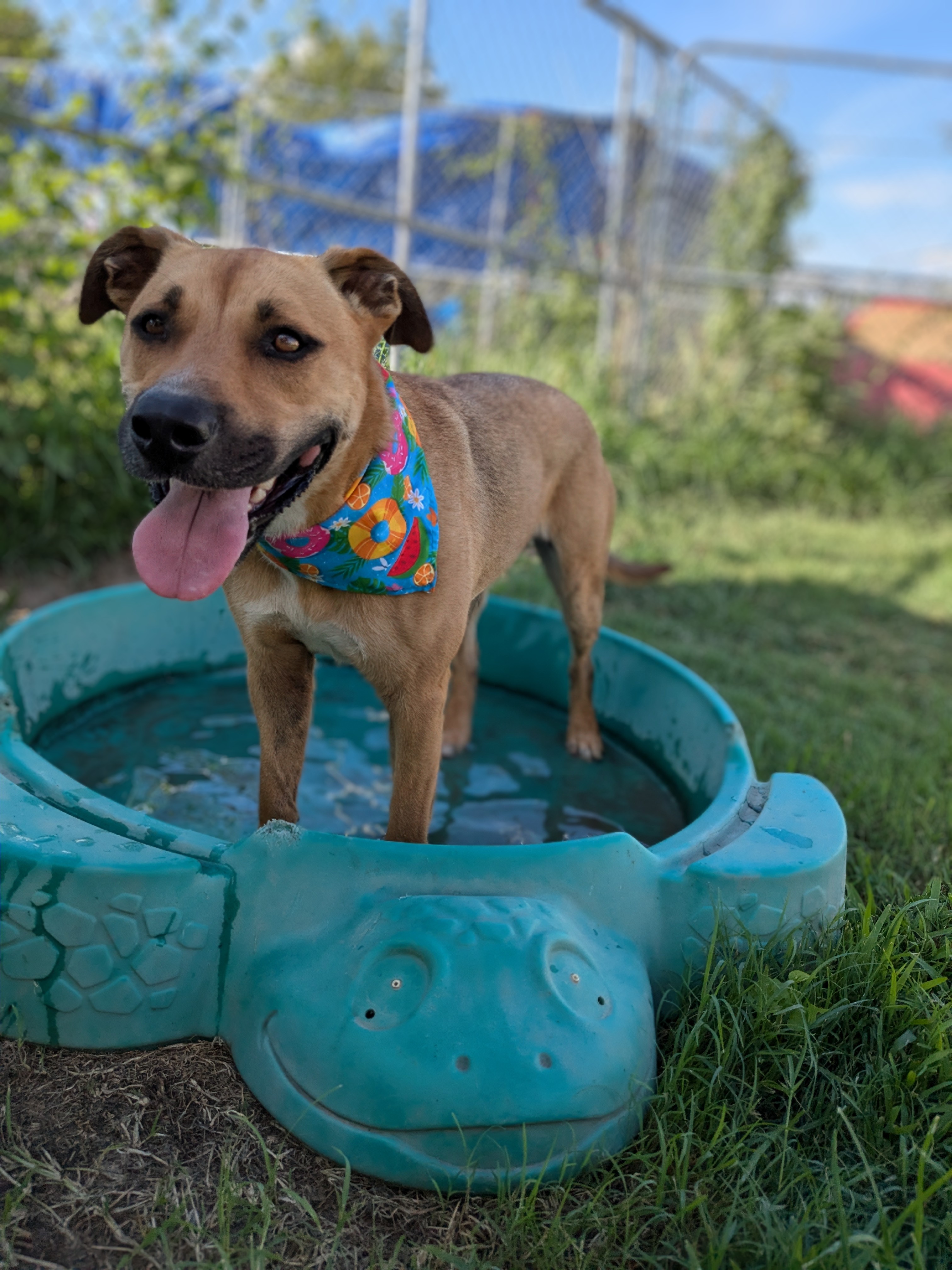 Enlarge Flopsie, a Adoptable mixed breed in Newport, AR image 15/18