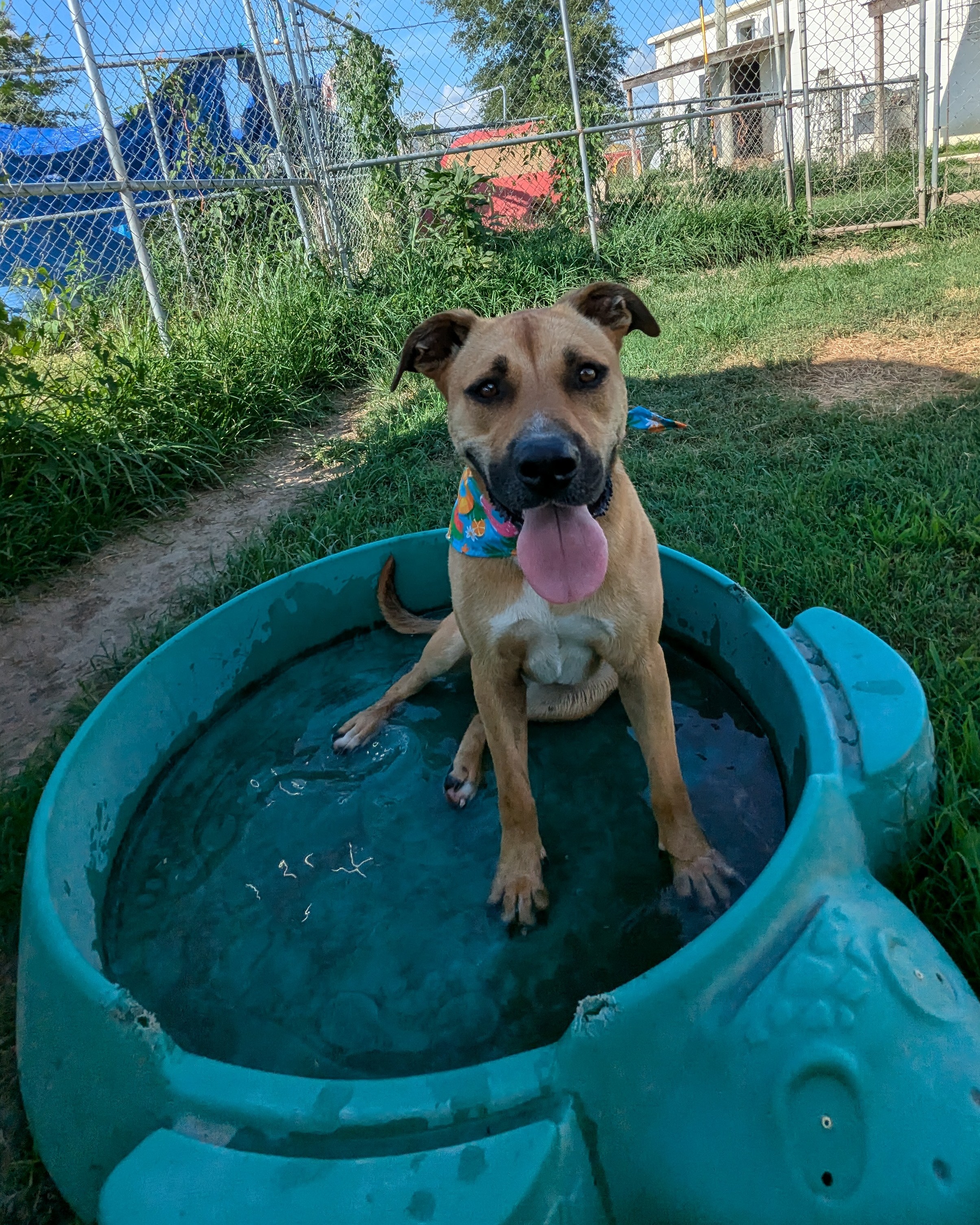 Enlarge Flopsie, a Adoptable mixed breed in Newport, AR image 16/18