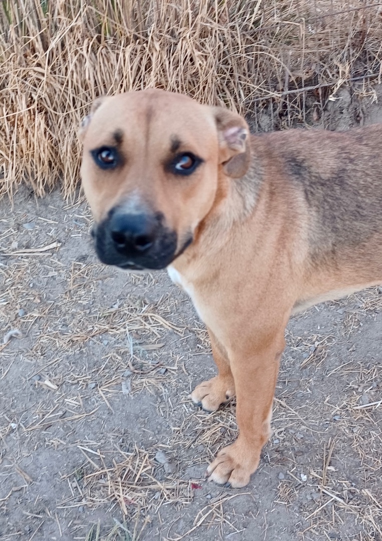 Enlarge Flopsie, a Adoptable mixed breed in Newport, AR image 17/18