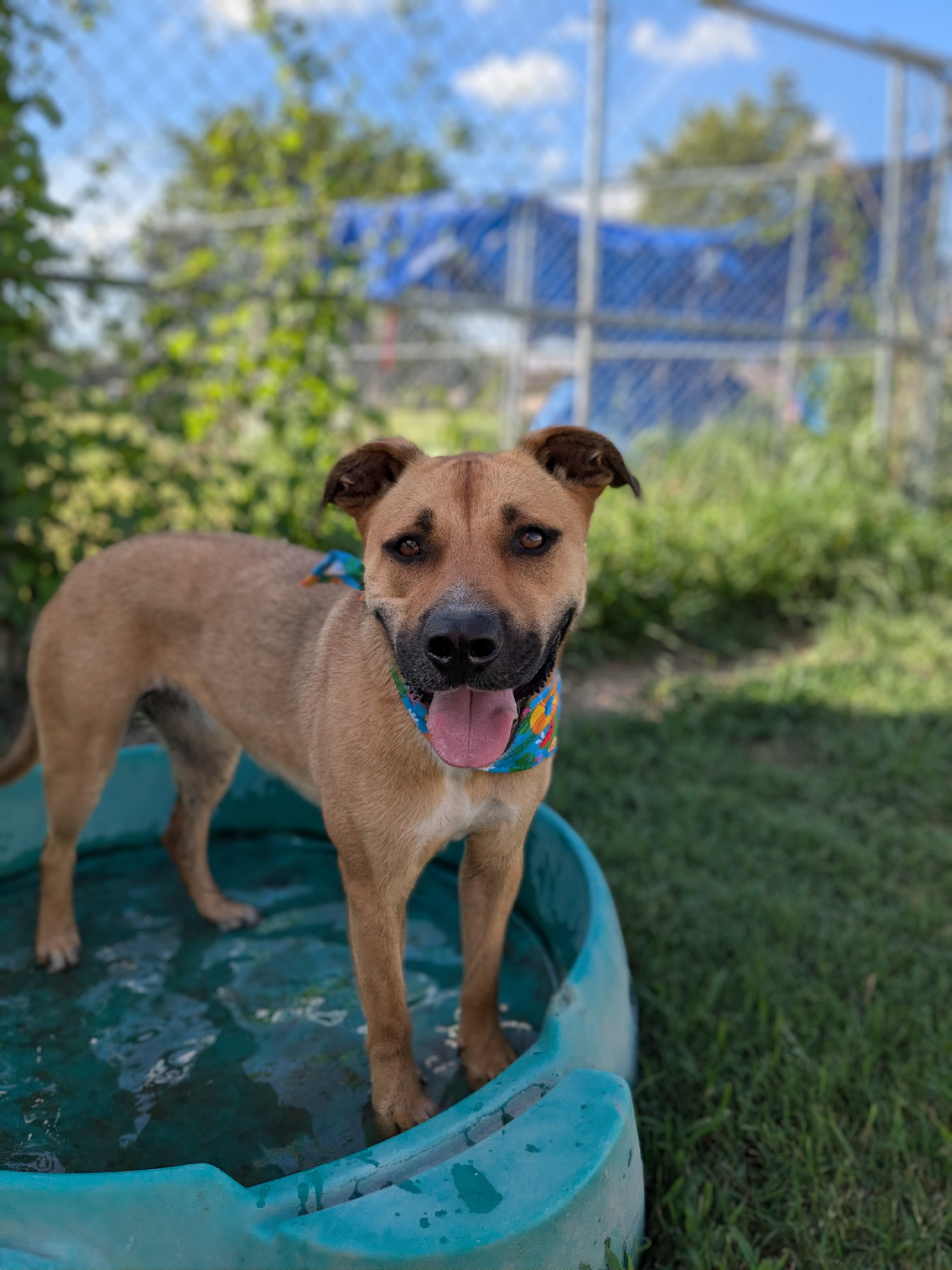 Enlarge Flopsie, a Adoptable mixed breed in Newport, AR image 18/18