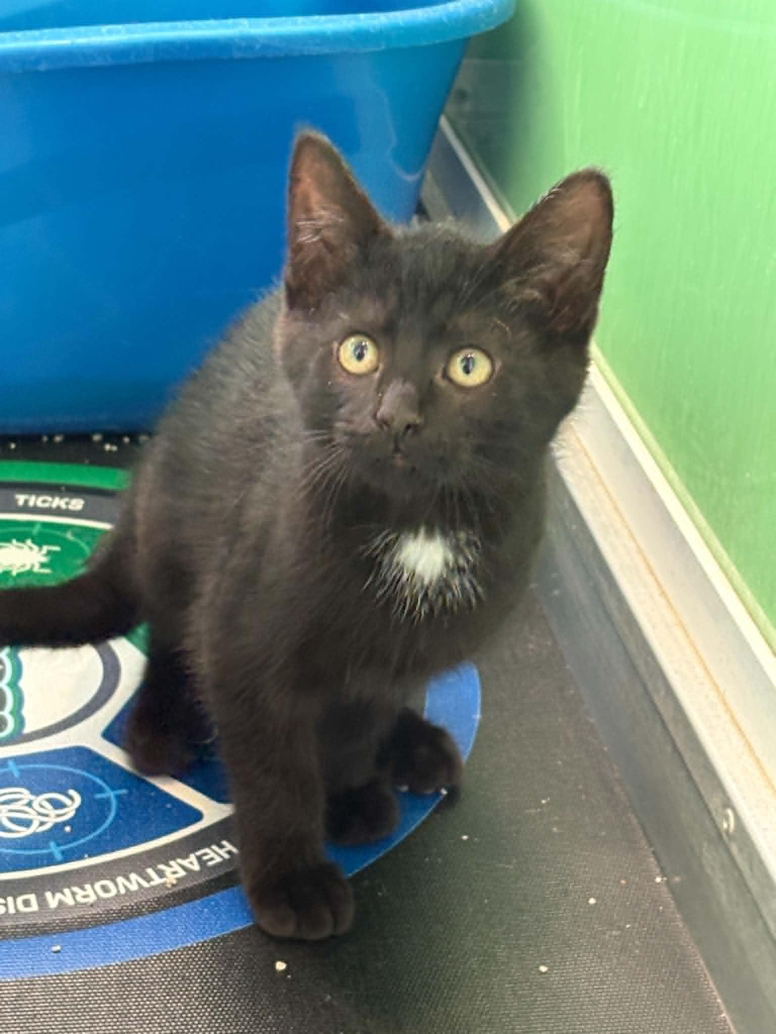 Cindy Brady, ADOPTABLE, Kitten Female American Shorthair.