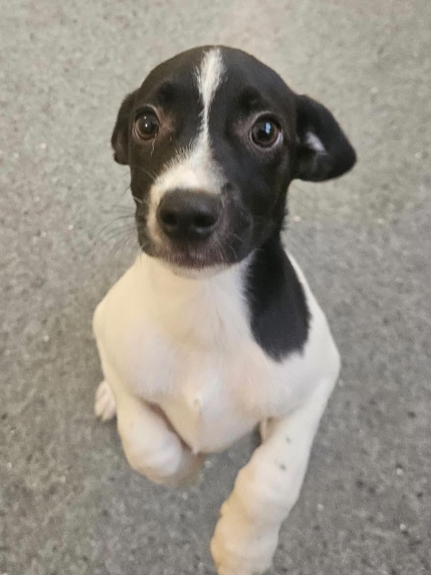 Dodge, Adopted, Young Male Hound.