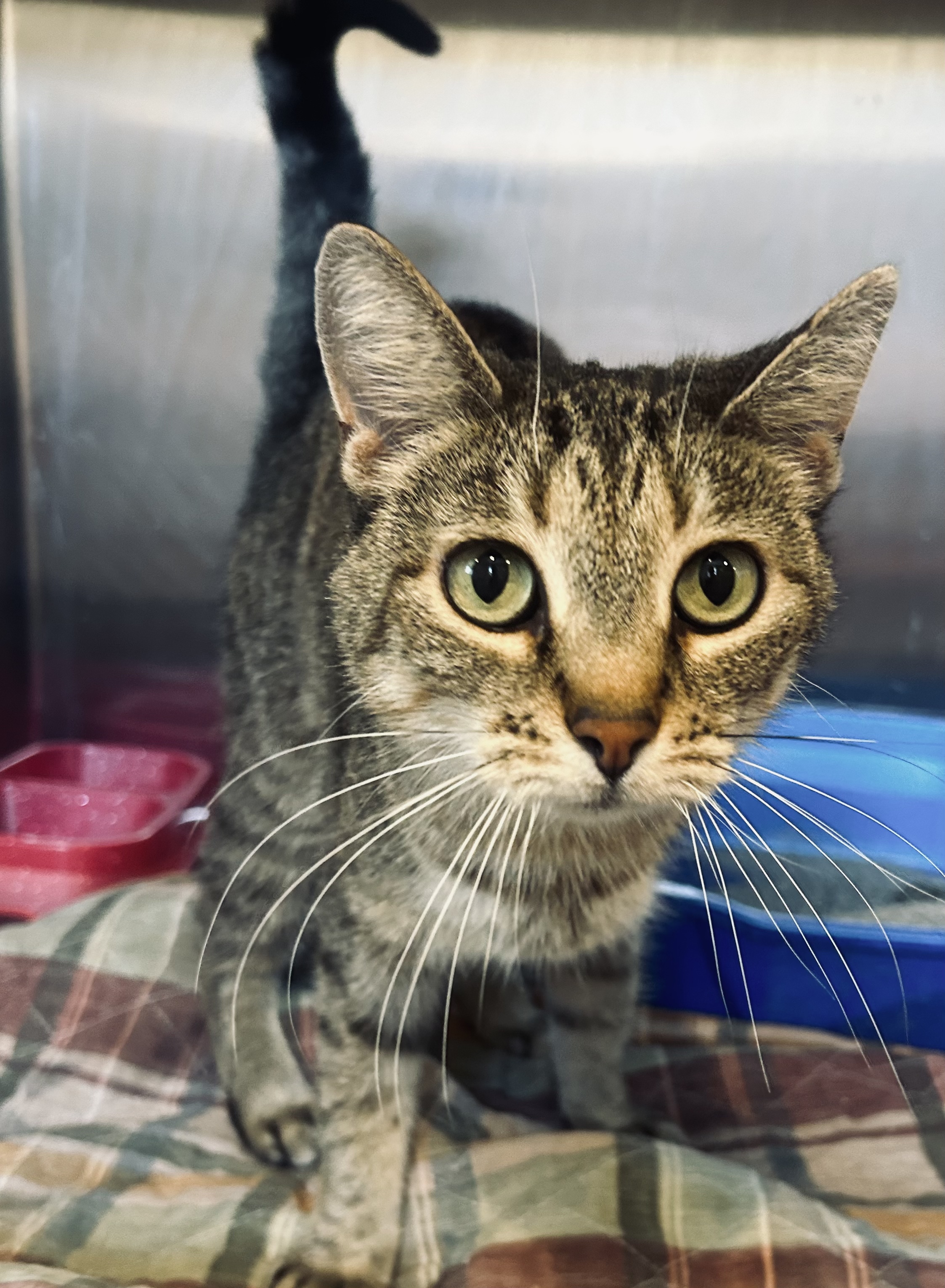 Bree Bree, Adoptable, Adult Female Domestic Short Hair.