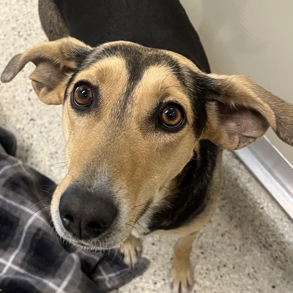 Tawny, Adoptable, Adult Female Mixed Breed.