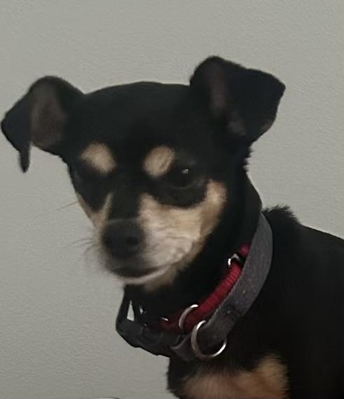 Jackson and Roxanne ~ BONDED PAIR, ADOPTABLE, Senior Male Chihuahua.