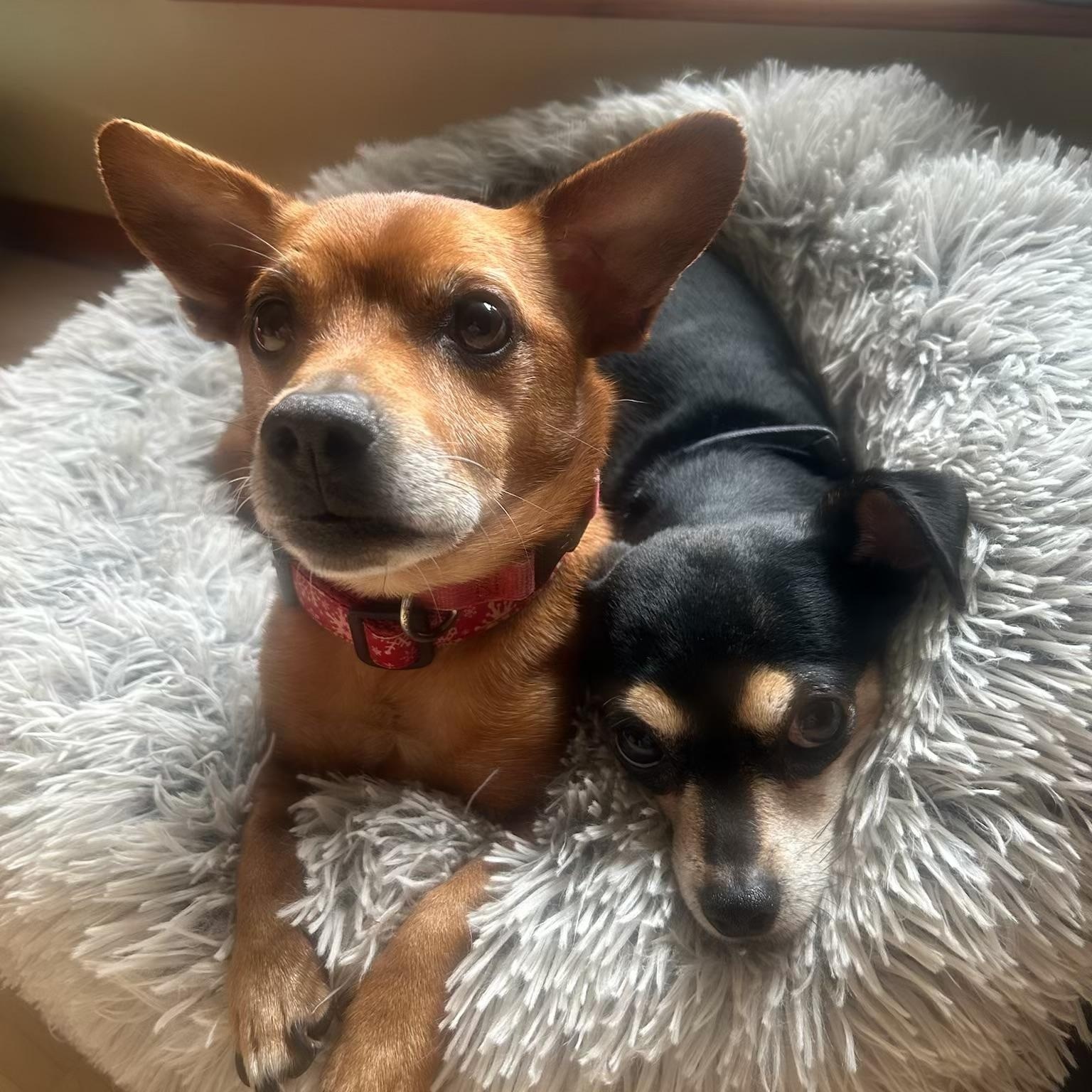 Jackson and Roxanne ~ BONDED PAIR, ADOPTABLE, Senior Male Chihuahua.