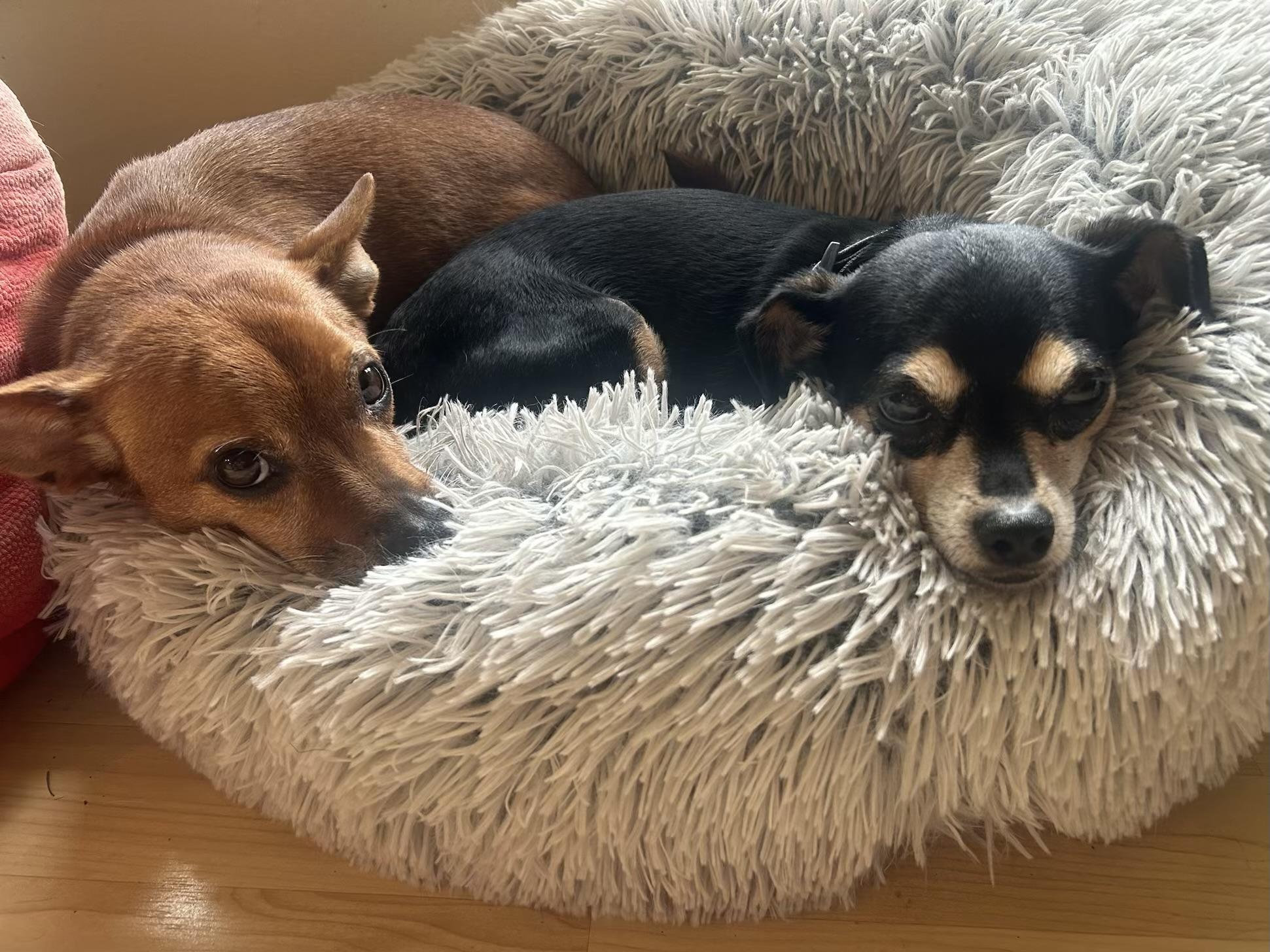 Enlarge Jackson and Roxanne ~ BONDED PAIR, a ADOPTABLE mixed breed image 3/4