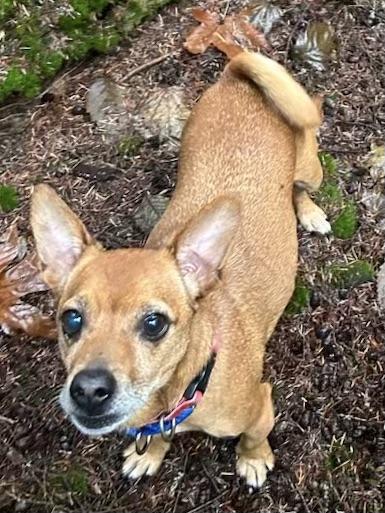 Enlarge Jackson and Roxanne ~ BONDED PAIR, a ADOPTABLE mixed breed image 4/4