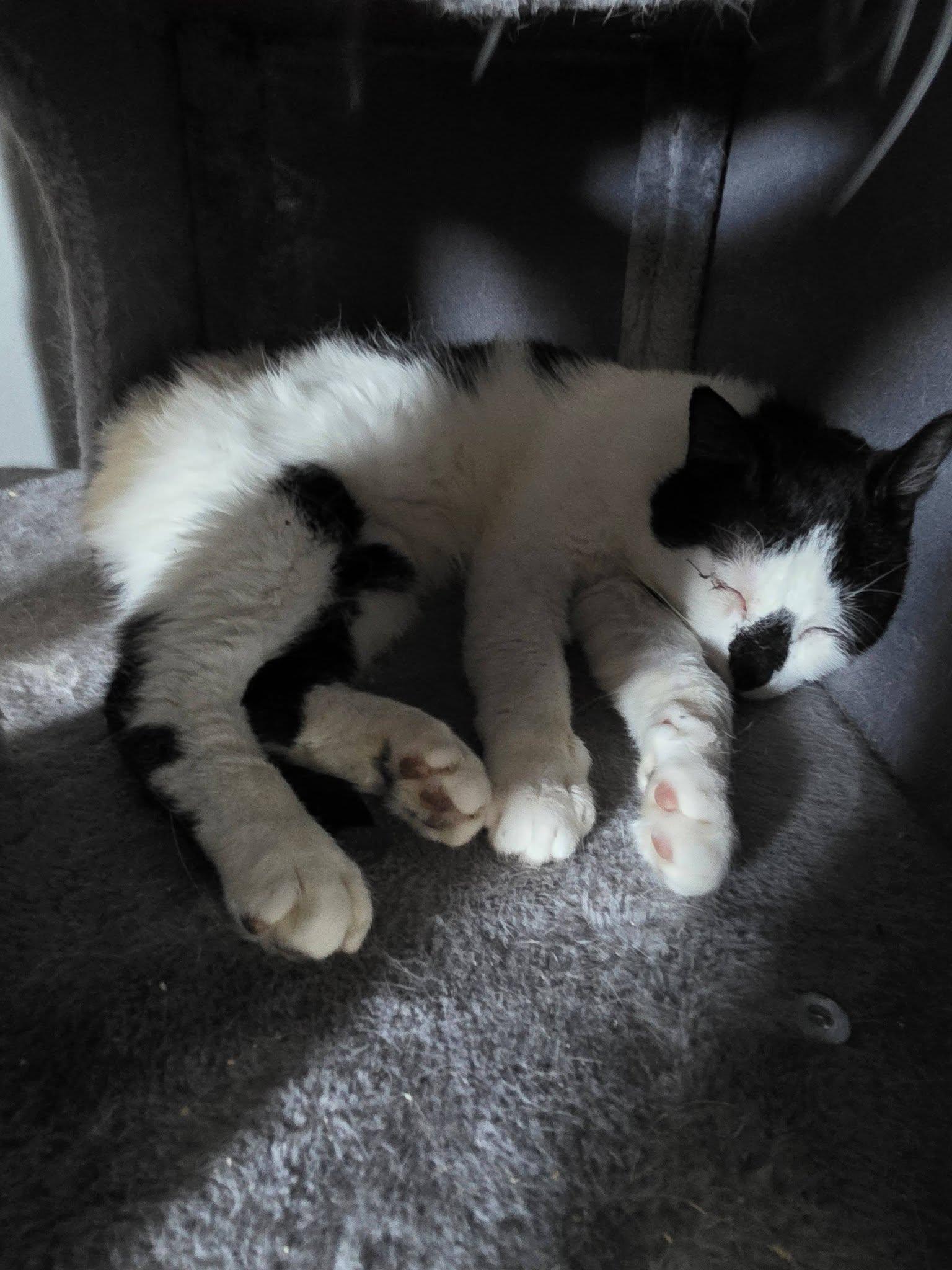 Nigel, ADOPTABLE, Adult Male Domestic Short Hair.