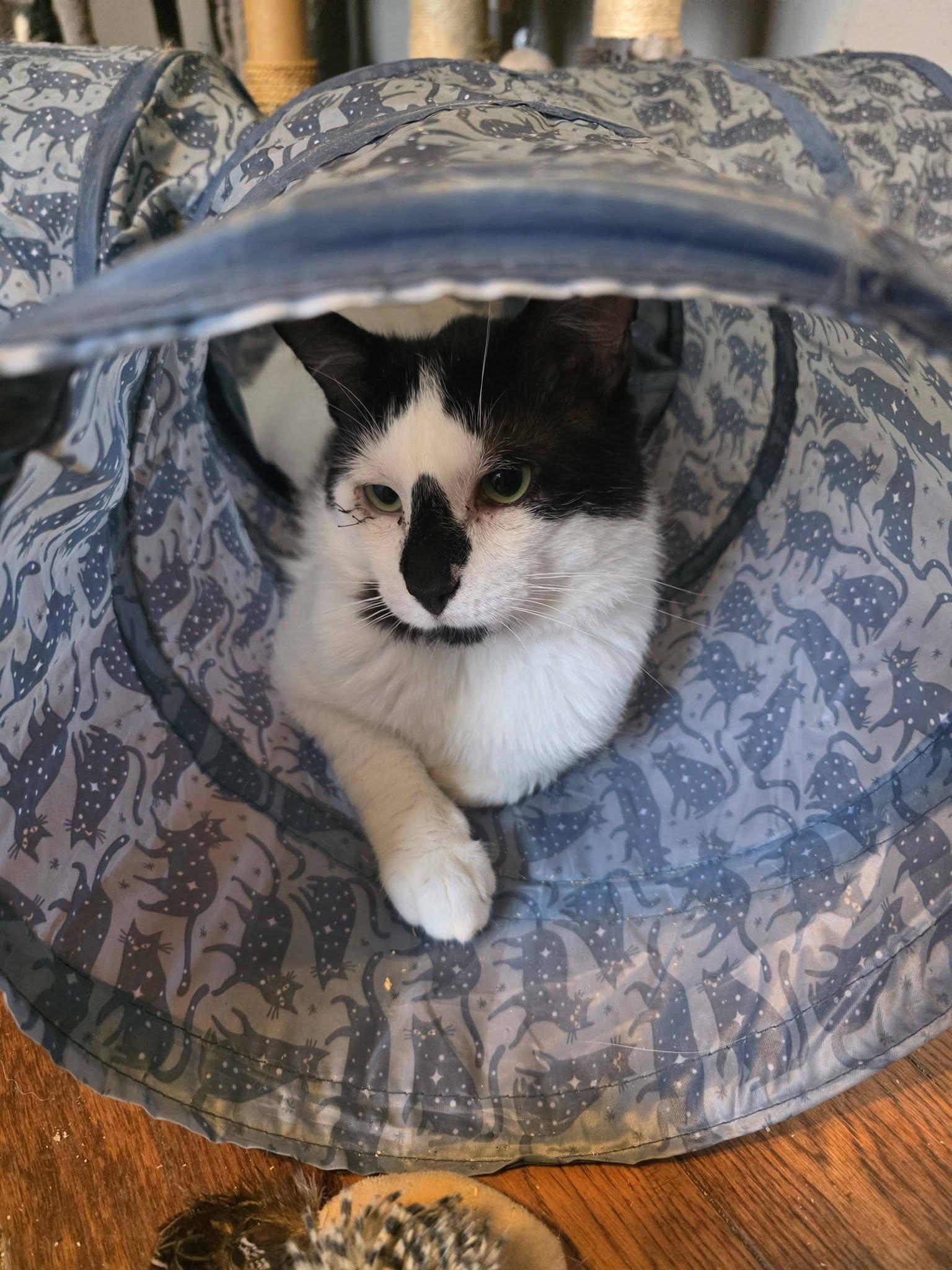 Enlarge Nigel, a ADOPTABLE Domestic Short Hair in Spencerville, ON image 2/4