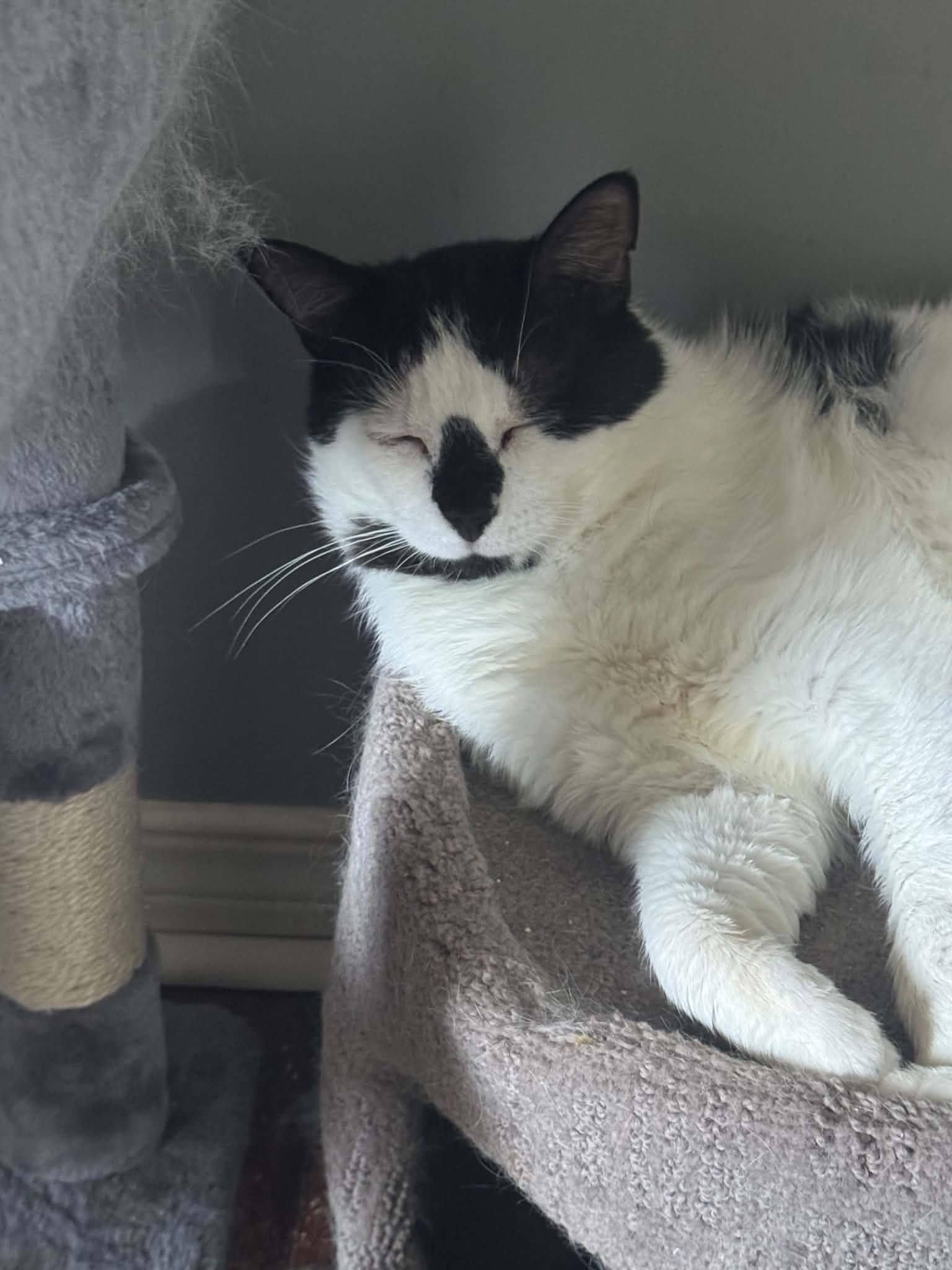 Enlarge Nigel, a ADOPTABLE Domestic Short Hair in Spencerville, ON image 3/4