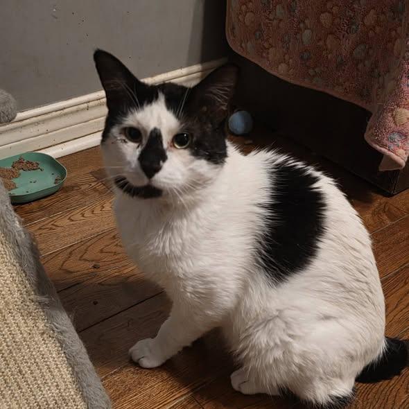Enlarge Nigel, a ADOPTABLE Domestic Short Hair in Spencerville, ON image 4/4