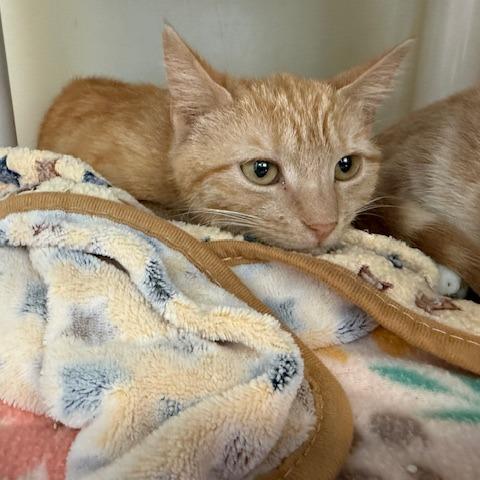 Enlarge Dorito, a Adoptable Domestic Short Hair in New Fairfield, CT image 2/6