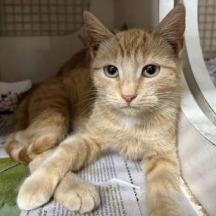 Enlarge Dorito, a Adoptable Domestic Short Hair in New Fairfield, CT image 3/6