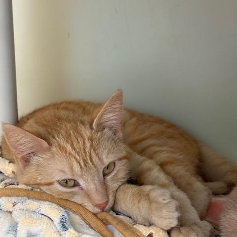 Enlarge Dorito, a Adoptable Domestic Short Hair in New Fairfield, CT image 4/6