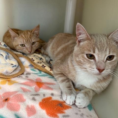 Enlarge Dorito, a Adoptable Domestic Short Hair in New Fairfield, CT image 5/6