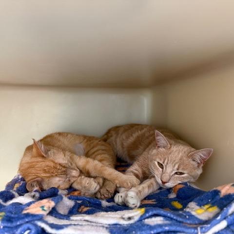 Enlarge Dorito, a Adoptable Domestic Short Hair in New Fairfield, CT image 6/6