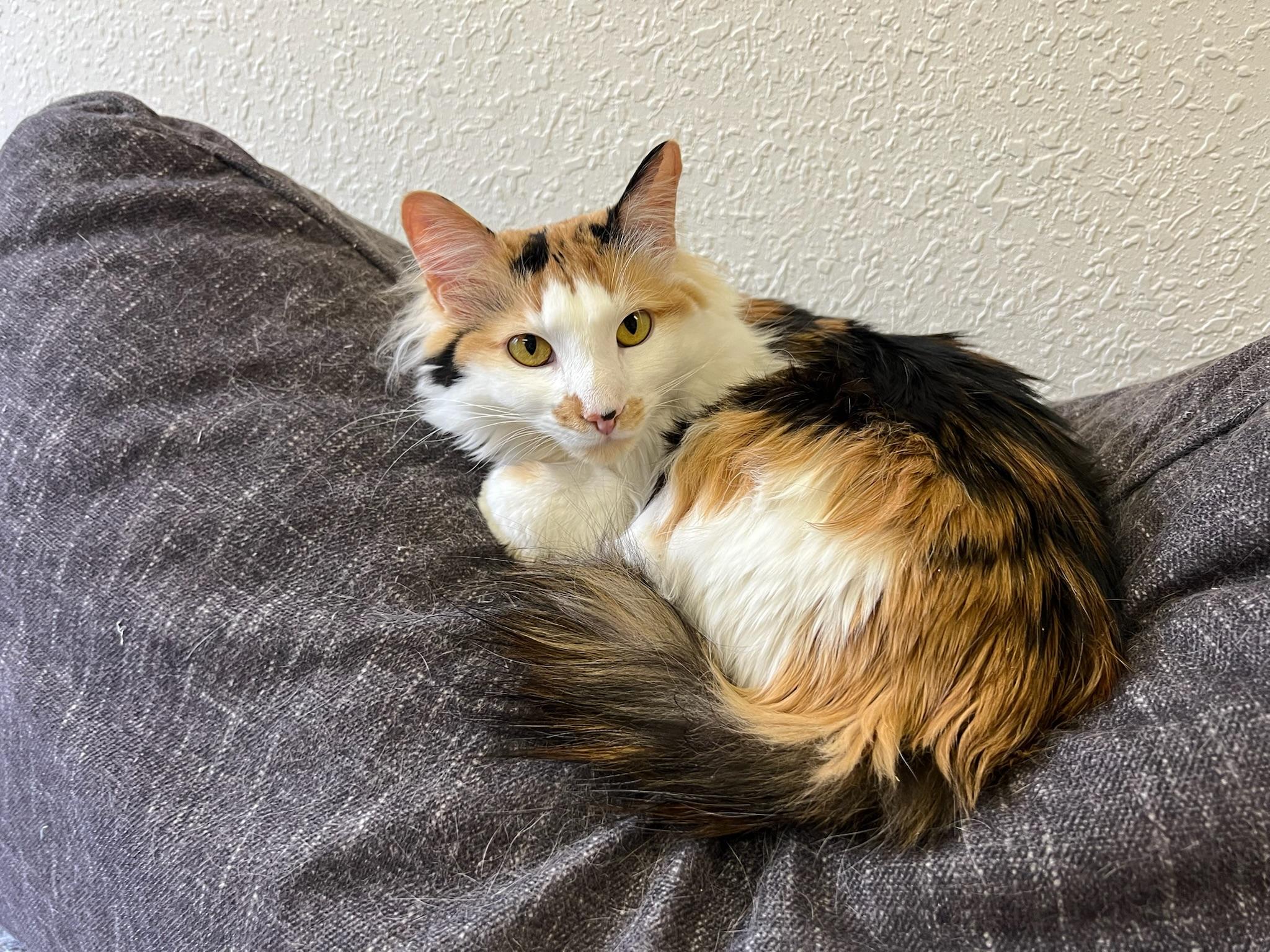 Enlarge Pumpkin, a Adoptable Domestic Long Hair in Anchorage, AK image 1/5