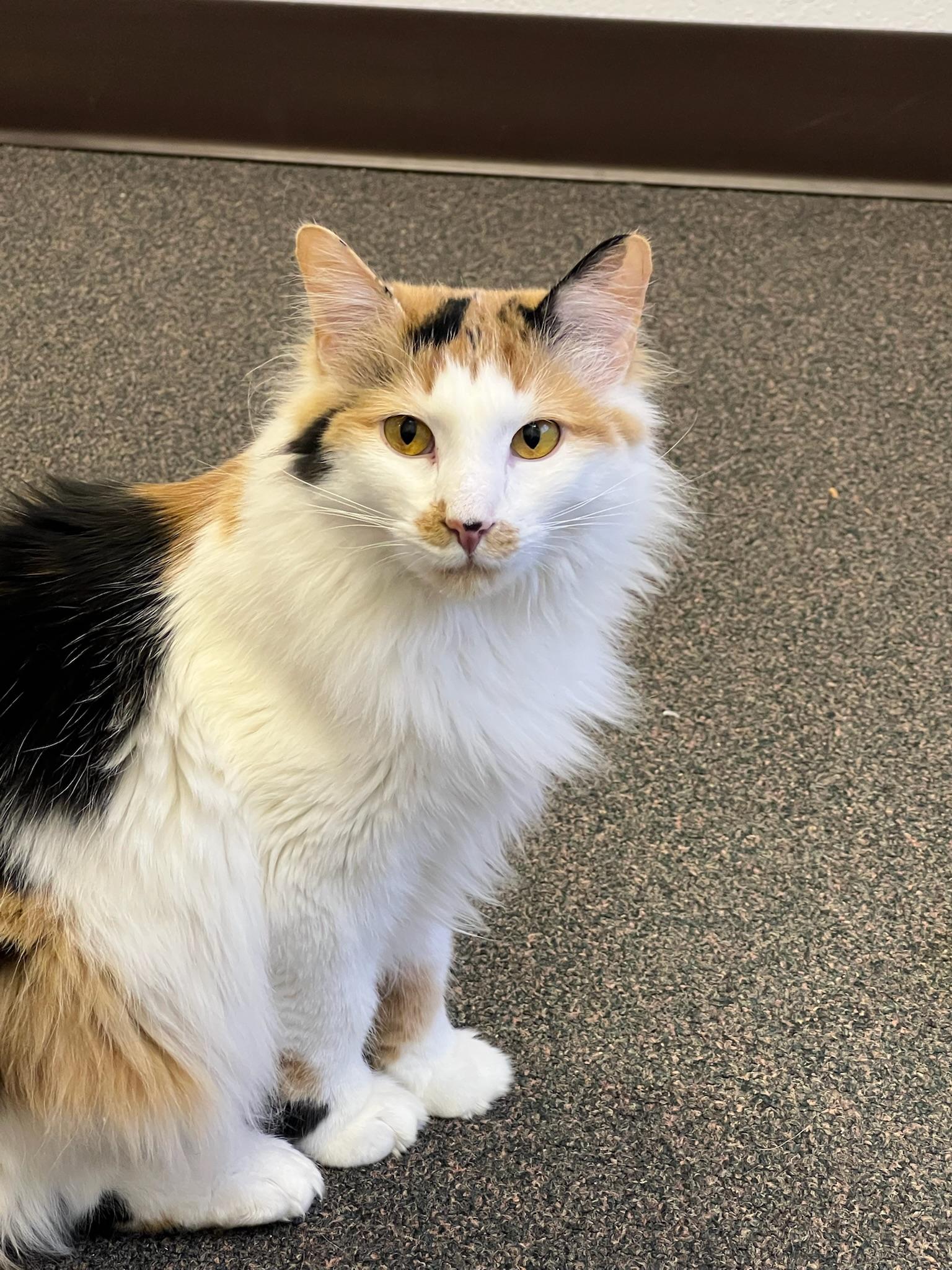 Enlarge Pumpkin, a Adoptable Domestic Long Hair in Anchorage, AK image 2/5