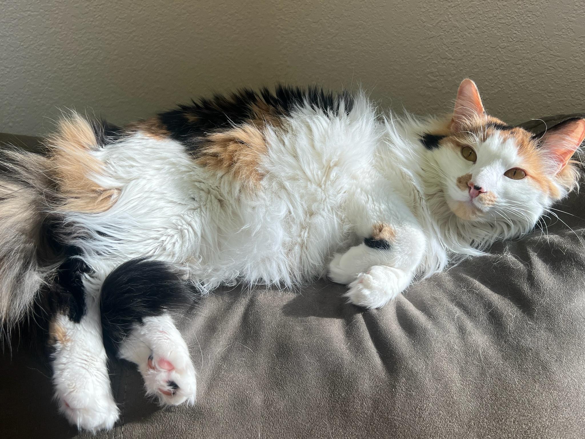 Enlarge Pumpkin, a Adoptable Domestic Long Hair in Anchorage, AK image 3/5