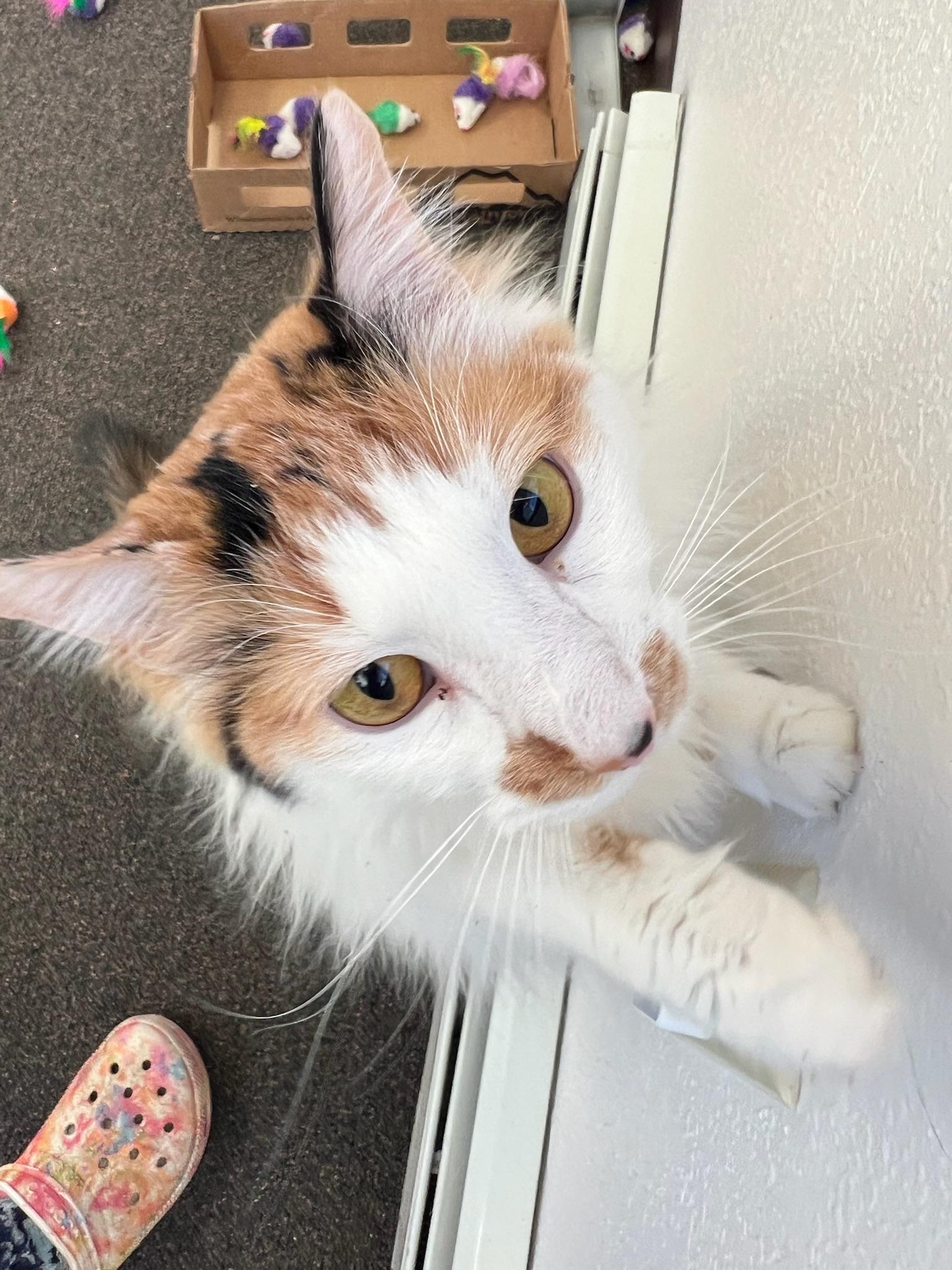 Enlarge Pumpkin, a Adoptable Domestic Long Hair in Anchorage, AK image 4/5