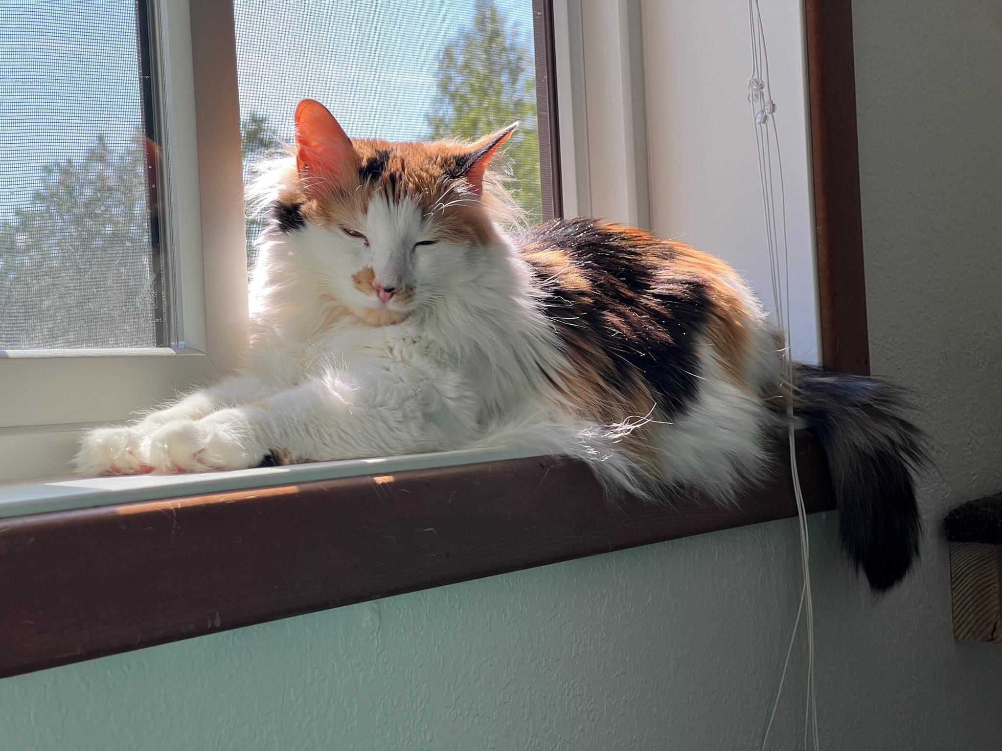Enlarge Pumpkin, a Adoptable Domestic Long Hair in Anchorage, AK image 5/5