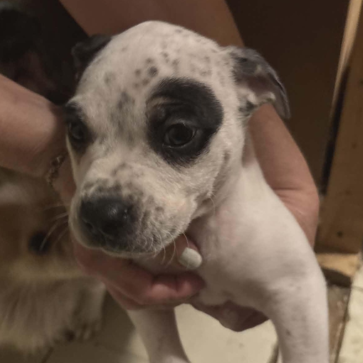 Enlarge Petey, a ADOPTABLE mixed breed in Springville, NY image 4/6