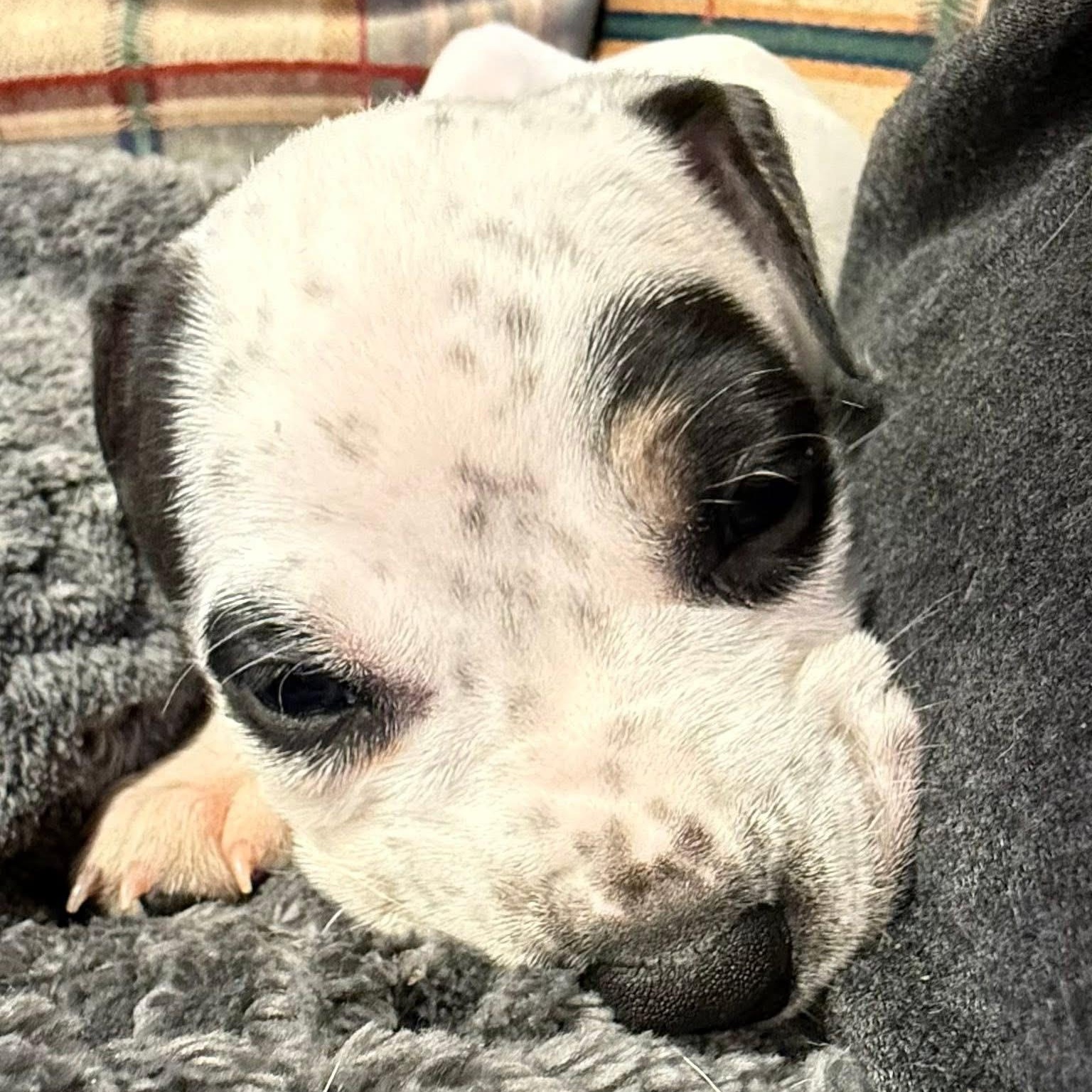 Enlarge Petey, a ADOPTABLE mixed breed in Springville, NY image 5/6