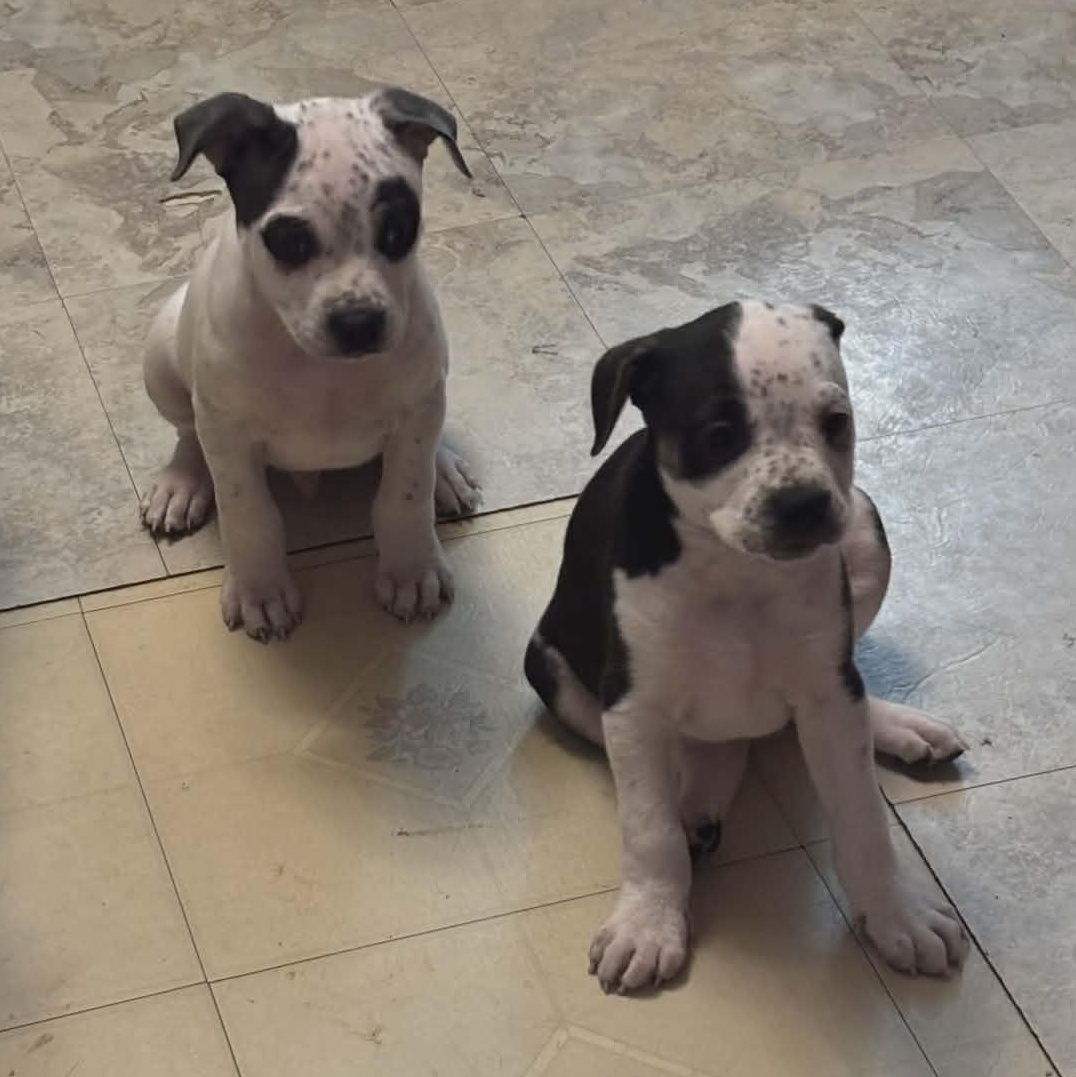 Enlarge Petey, a ADOPTABLE mixed breed in Springville, NY image 3/6