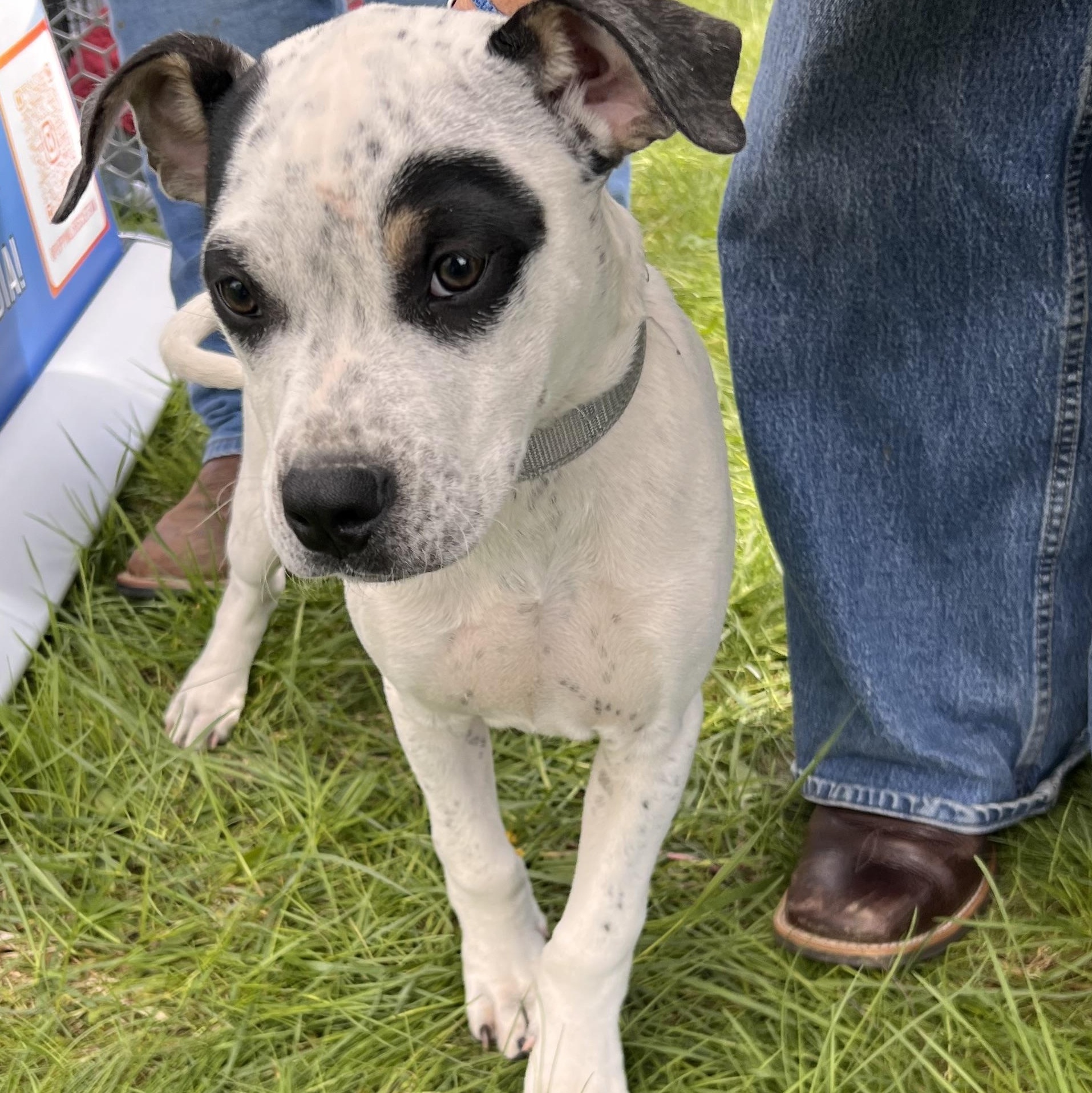 Petey, ADOPTABLE, Puppy Male Boxer & Pit Bull Terrier.