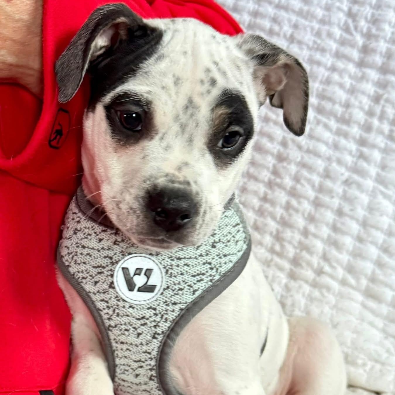 Enlarge Petey, a ADOPTABLE mixed breed in Springville, NY image 6/6