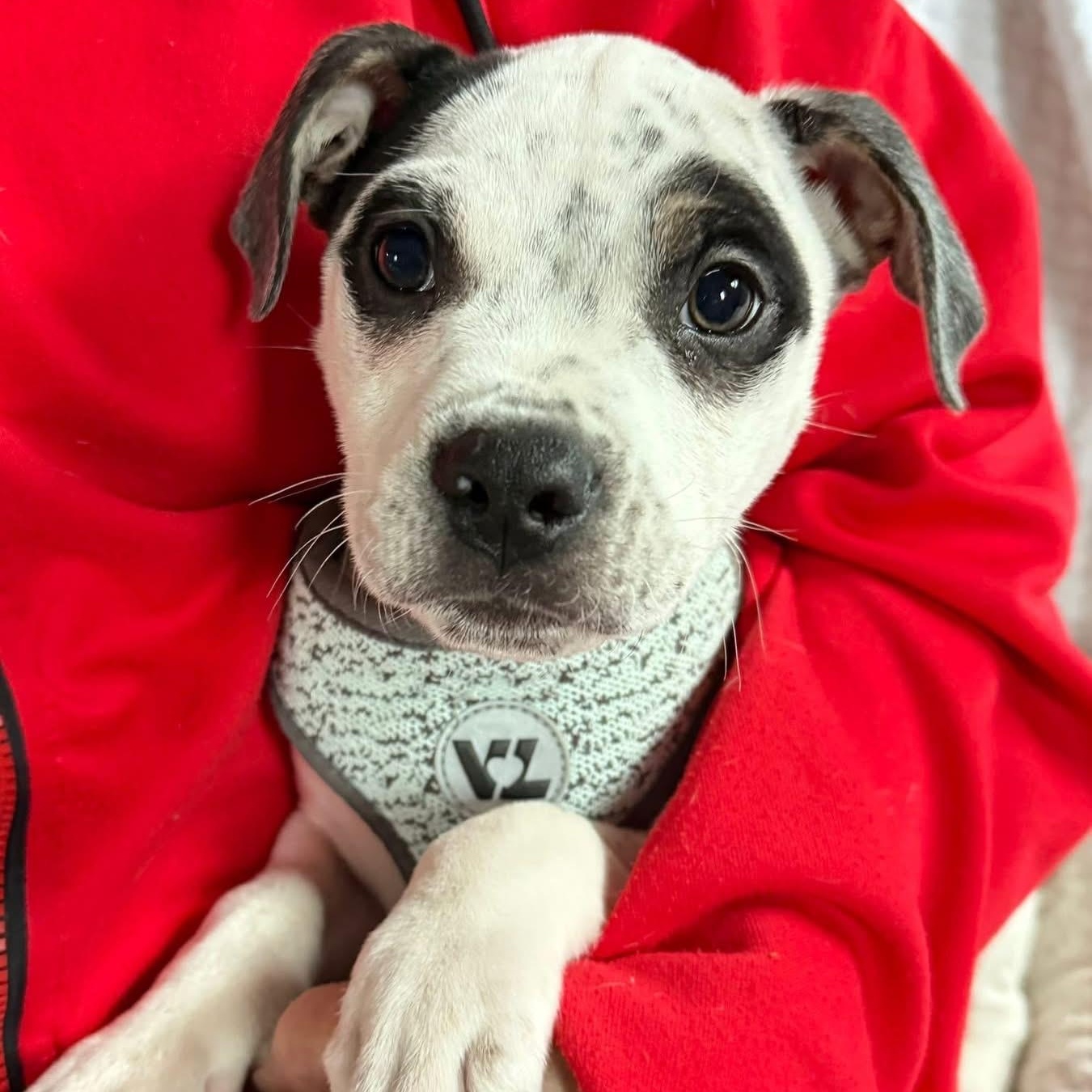 Enlarge Petey, a ADOPTABLE mixed breed in Springville, NY image 1/6