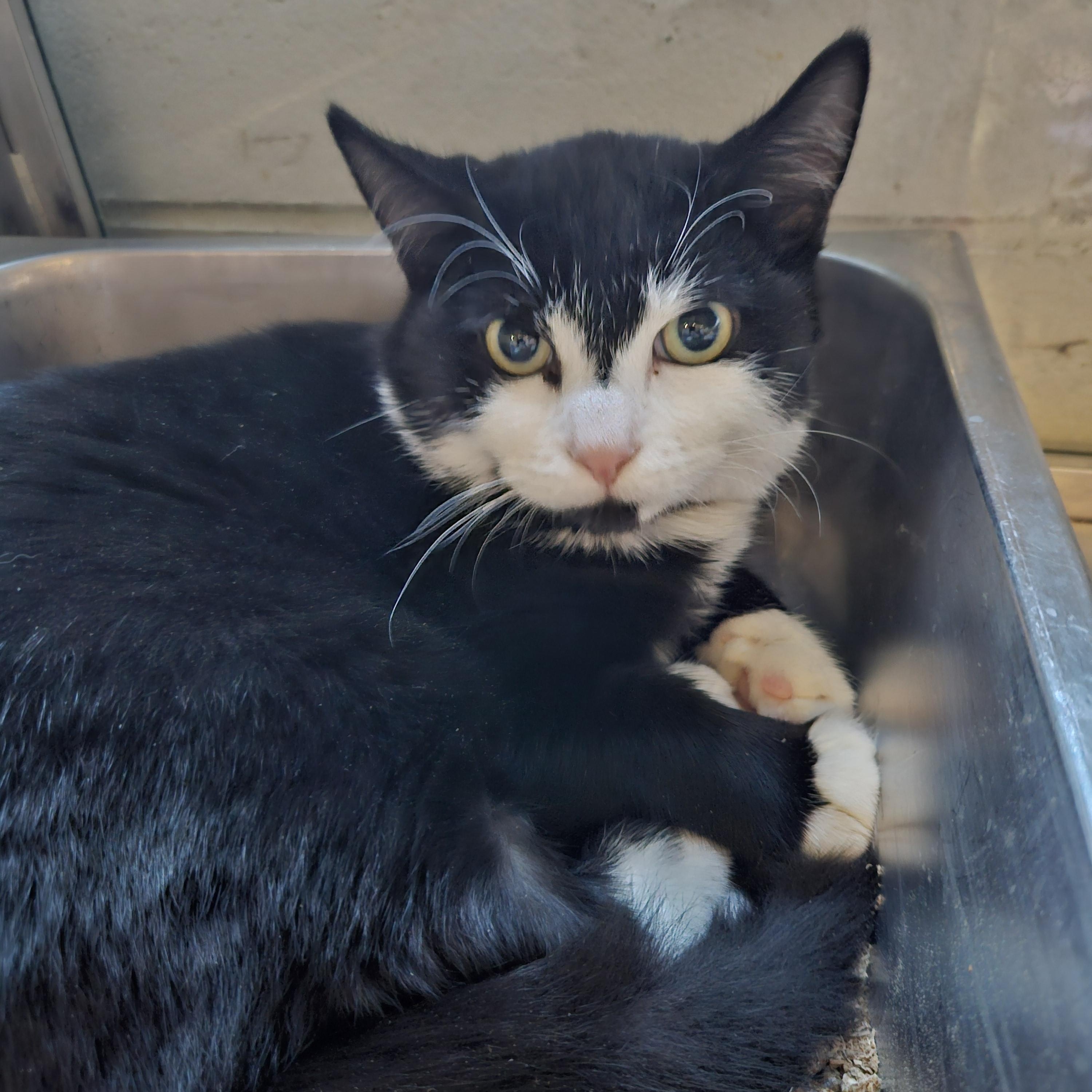 Enlarge Dracula, a ADOPTABLE mixed breed in Old Bridge, NJ image 1/1