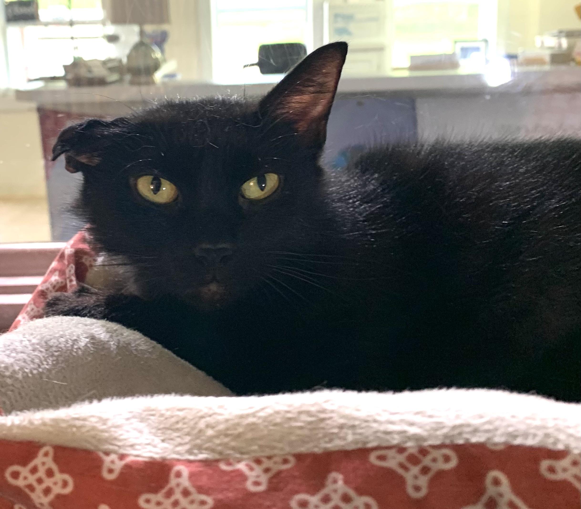 Vivian SPONSORED, ADOPTABLE, Adult Female Domestic Short Hair.