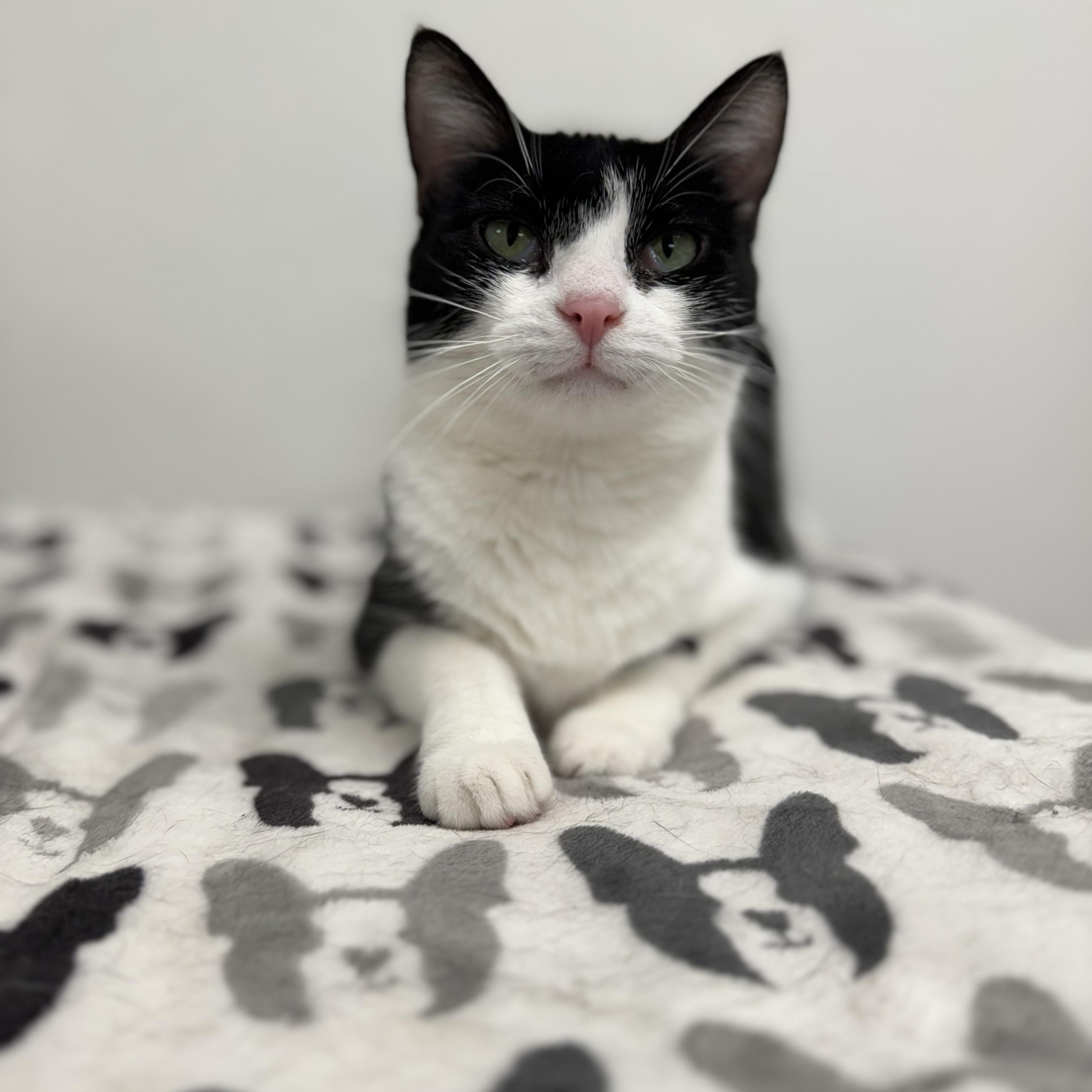 Enlarge Precious *, a Adoptable Domestic Short Hair in Douglas, MI image 2/5