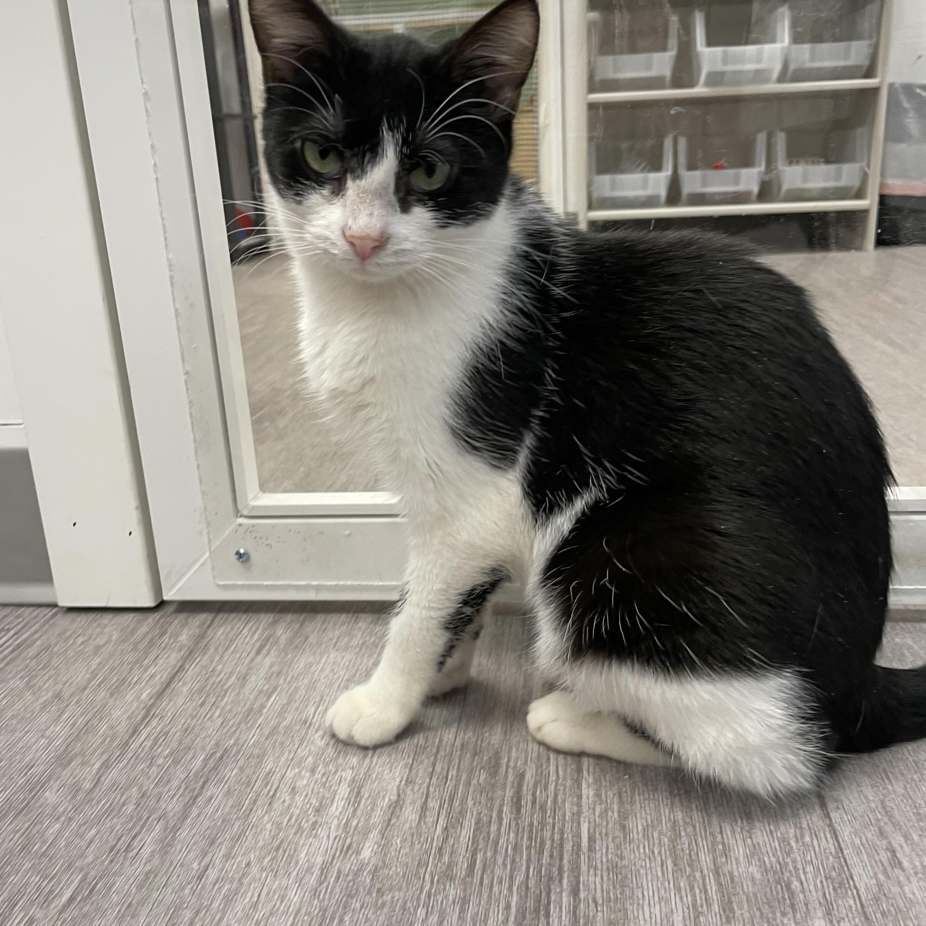 Enlarge Precious *, a Adoptable Domestic Short Hair in Douglas, MI image 4/5