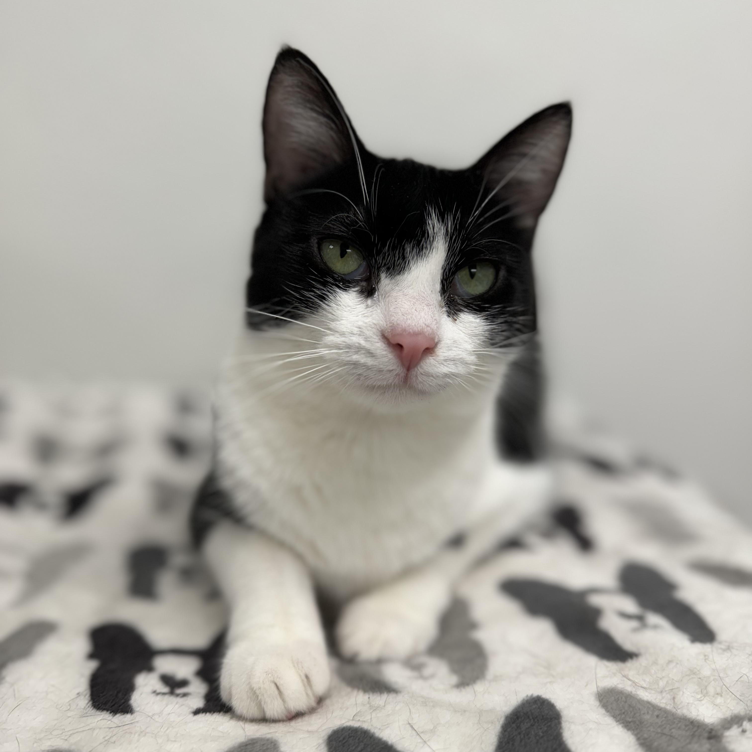 Enlarge Precious *, a Adoptable Domestic Short Hair in Douglas, MI image 1/5