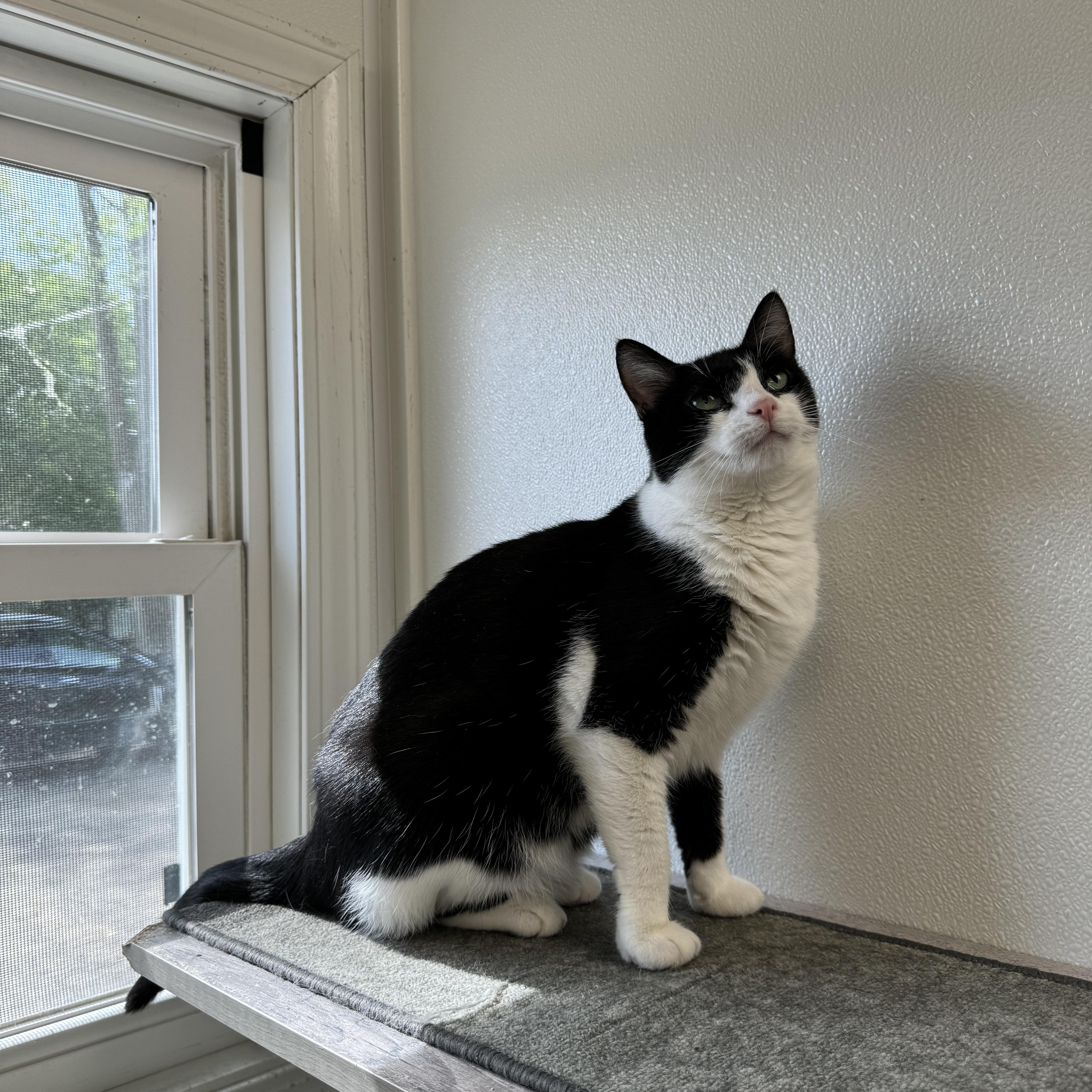 Enlarge Precious *, a Adoptable Domestic Short Hair in Douglas, MI image 5/5