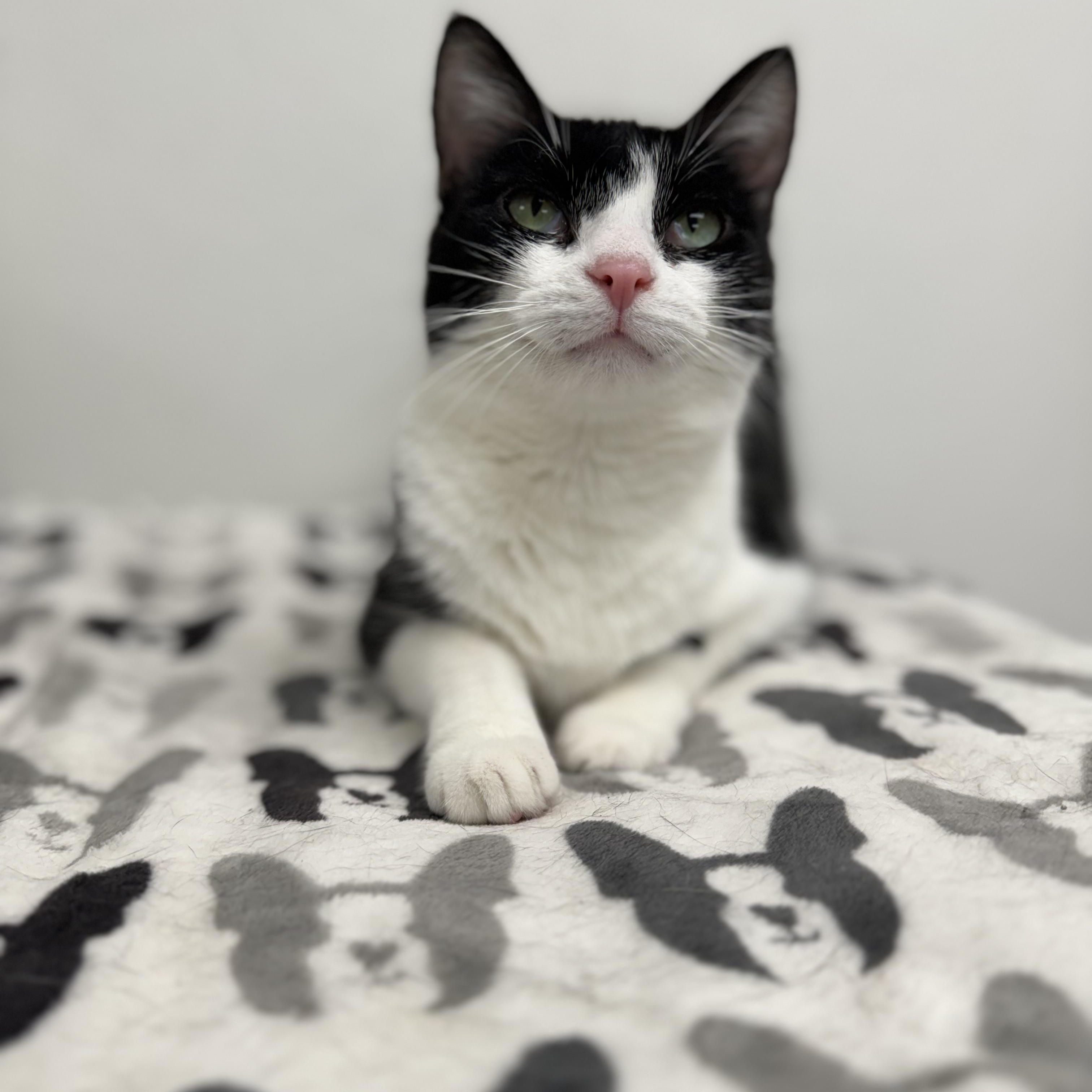 Enlarge Precious *, a Adoptable Domestic Short Hair in Douglas, MI image 3/5