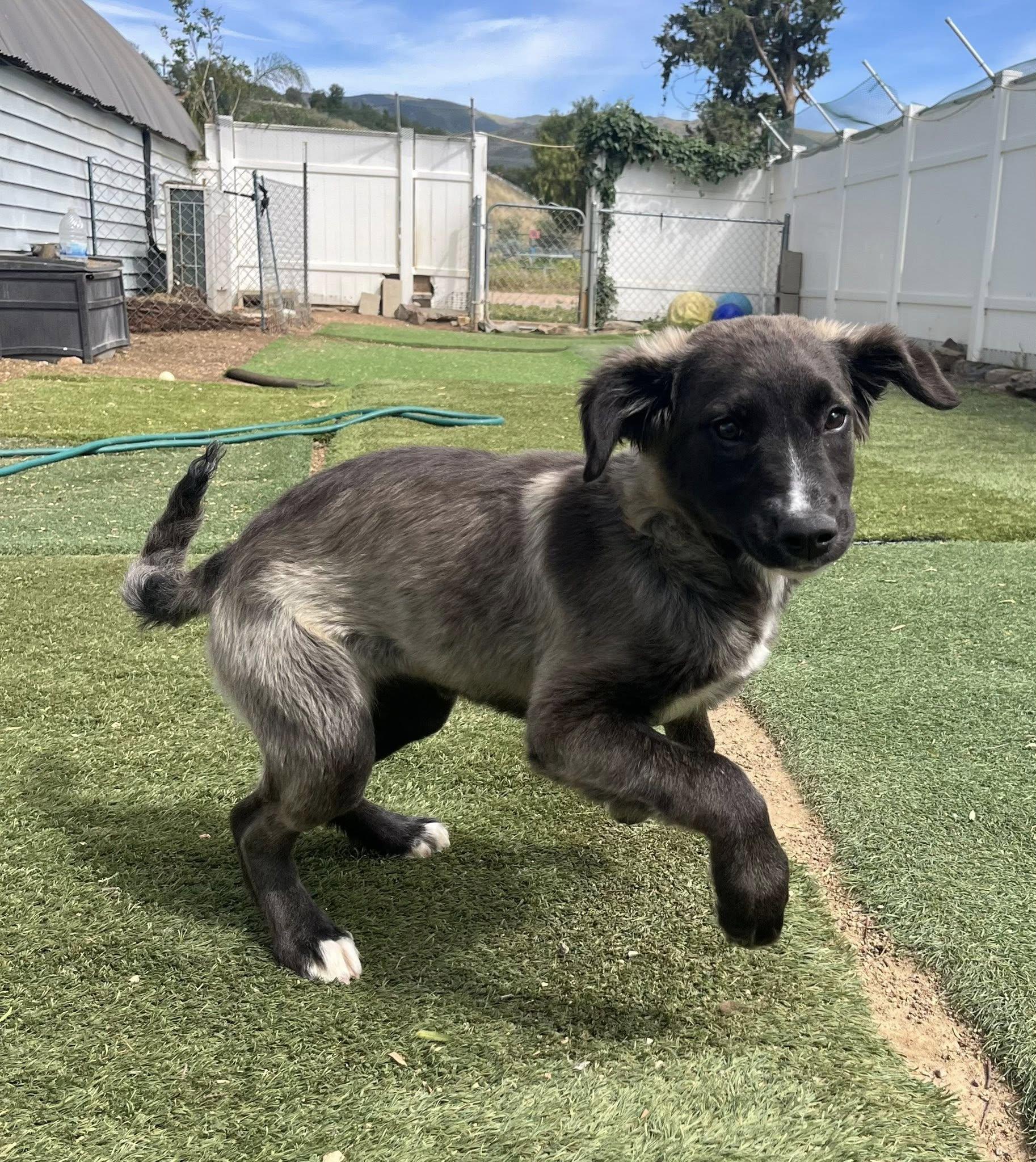 Enlarge Sage, a Adoptable mixed breed in Agua Dulce, CA image 4/6