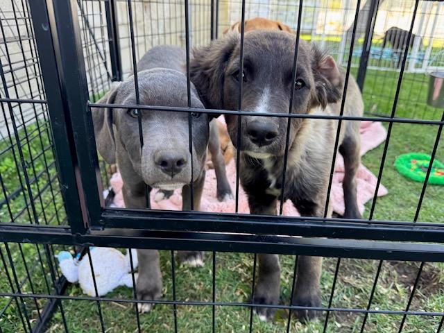 Enlarge Sage, a Adoptable mixed breed in Agua Dulce, CA image 2/4