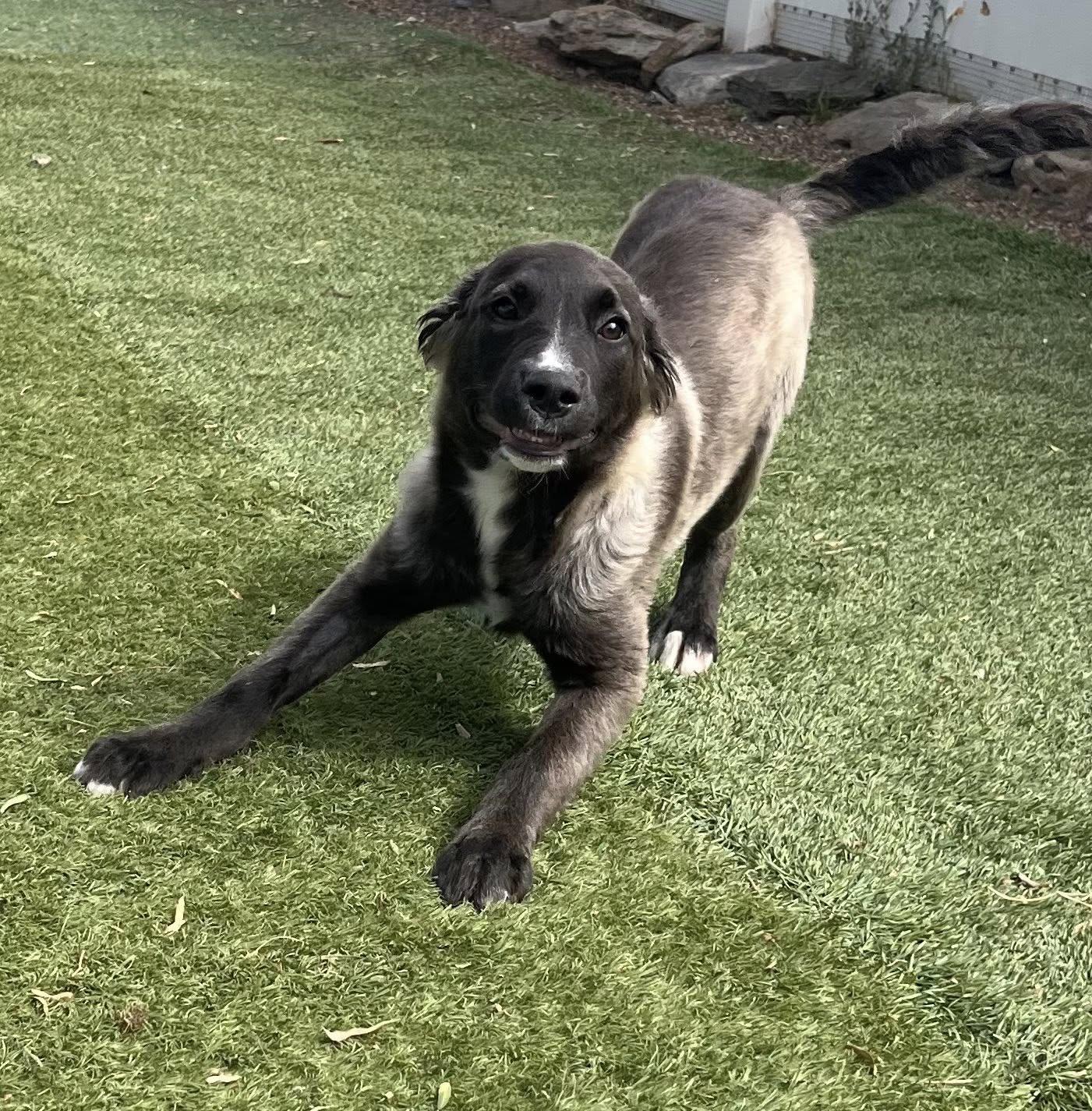 Enlarge Sage, a Adoptable mixed breed in Agua Dulce, CA image 6/6