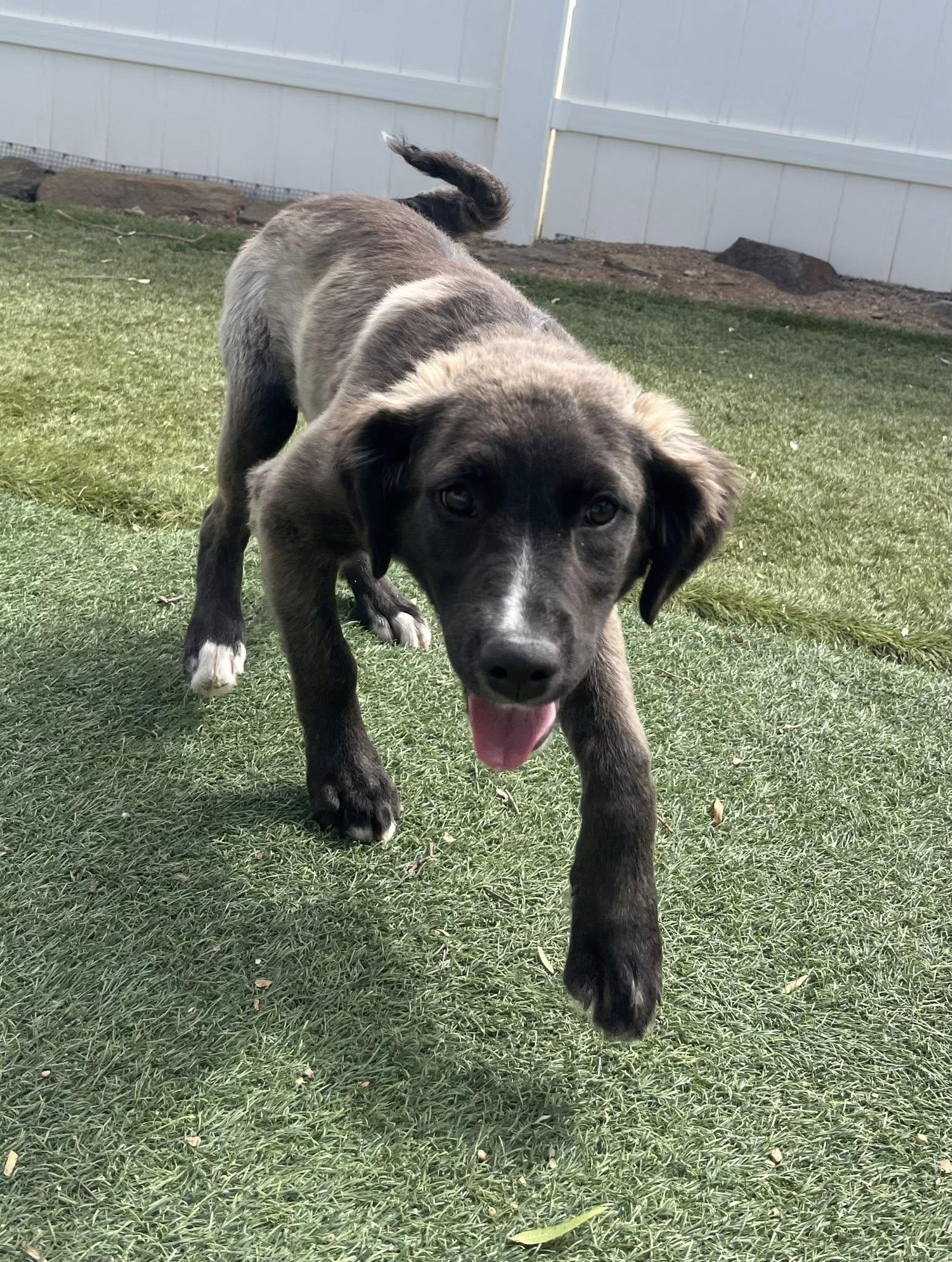 Enlarge Sage, a Adoptable mixed breed in Agua Dulce, CA image 3/6