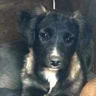 Sage, Adoptable, Puppy Female Retriever & Pit Bull Terrier.