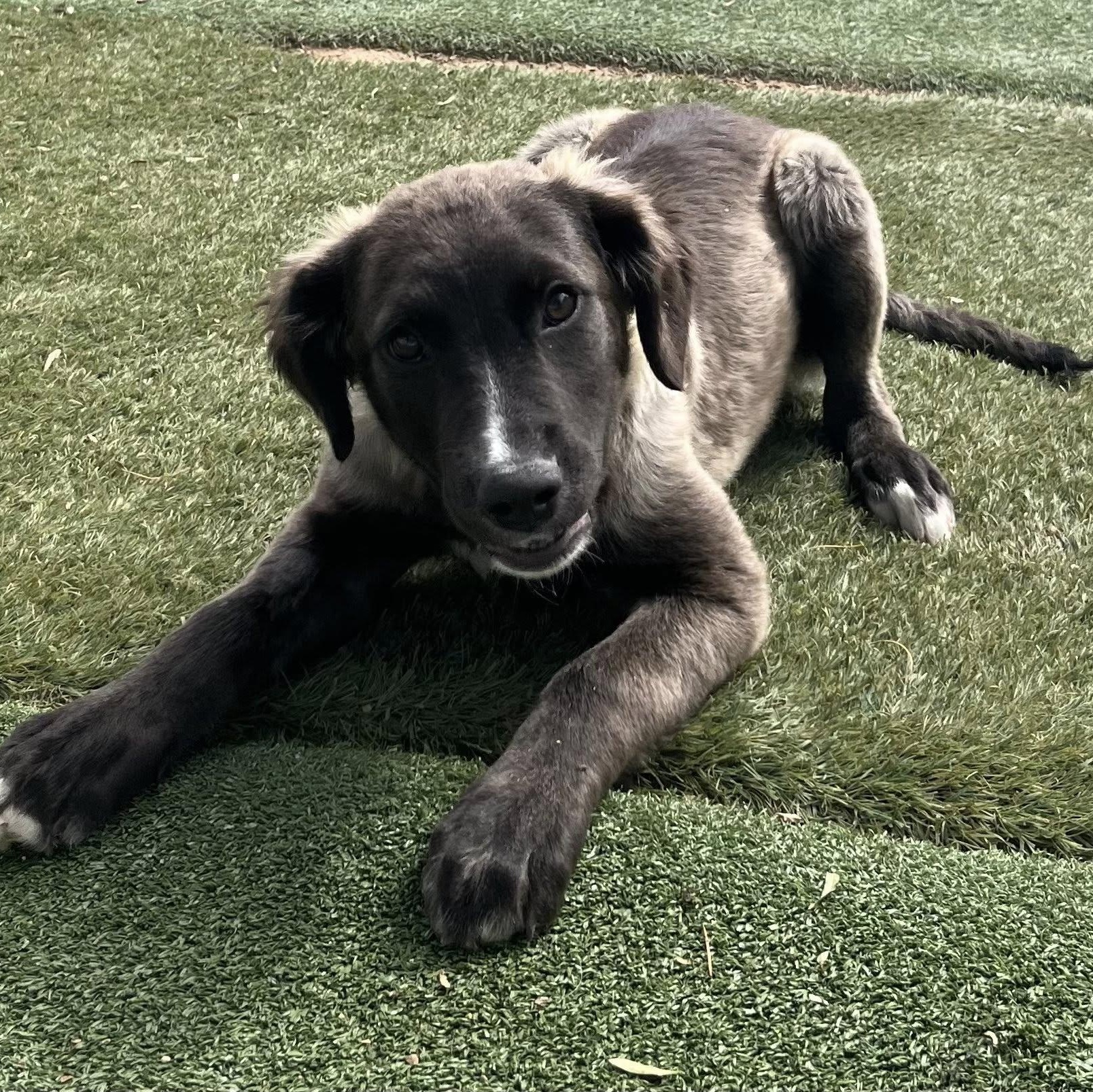 Sage, Adoptable, Puppy Female Mixed Breed & Pit Bull Terrier.