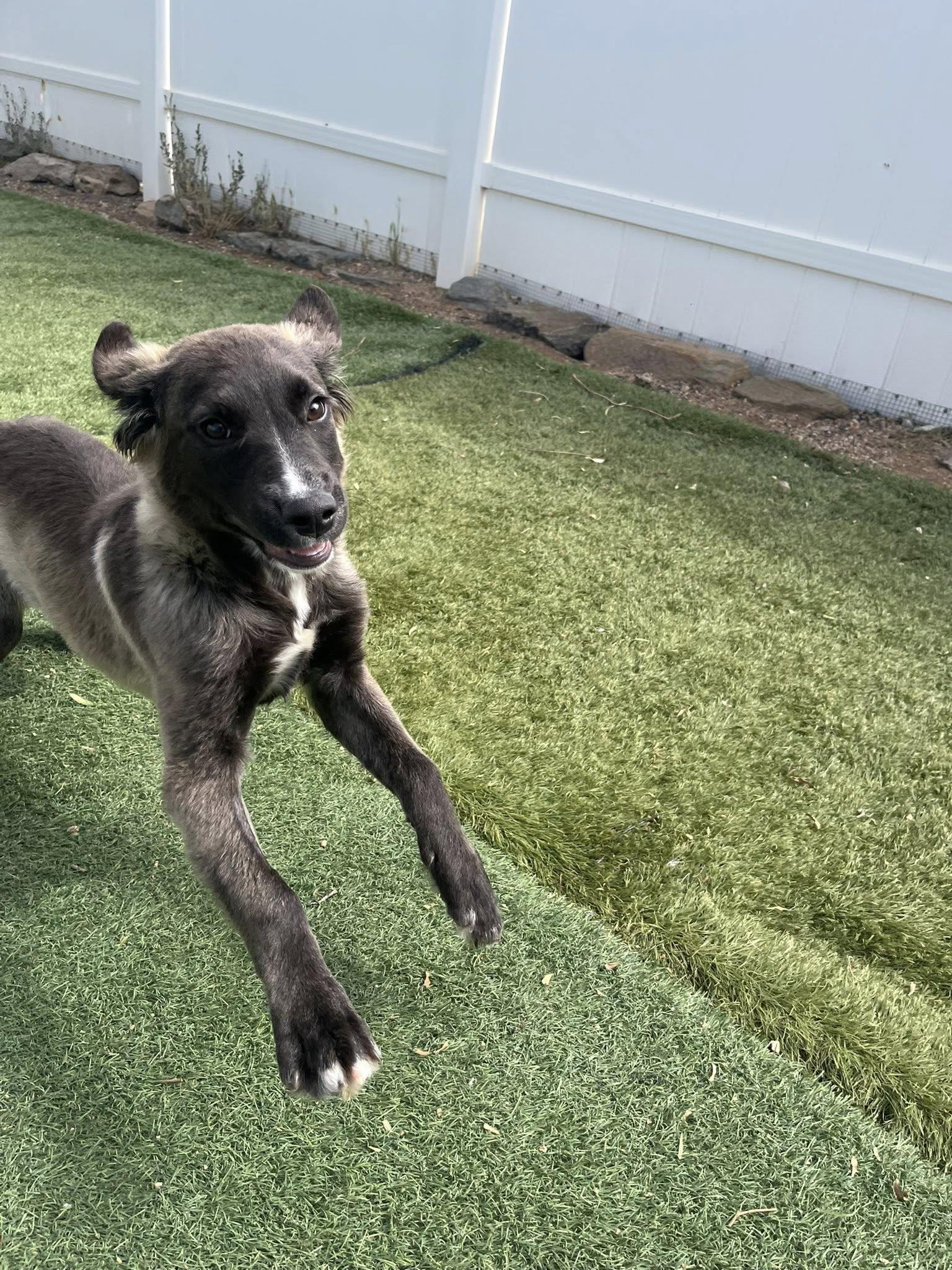 Enlarge Sage, a Adoptable mixed breed in Agua Dulce, CA image 5/6